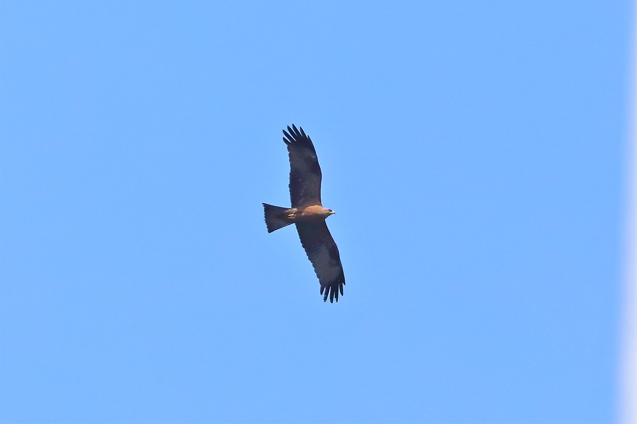 nibbio bruno 16-05-2022