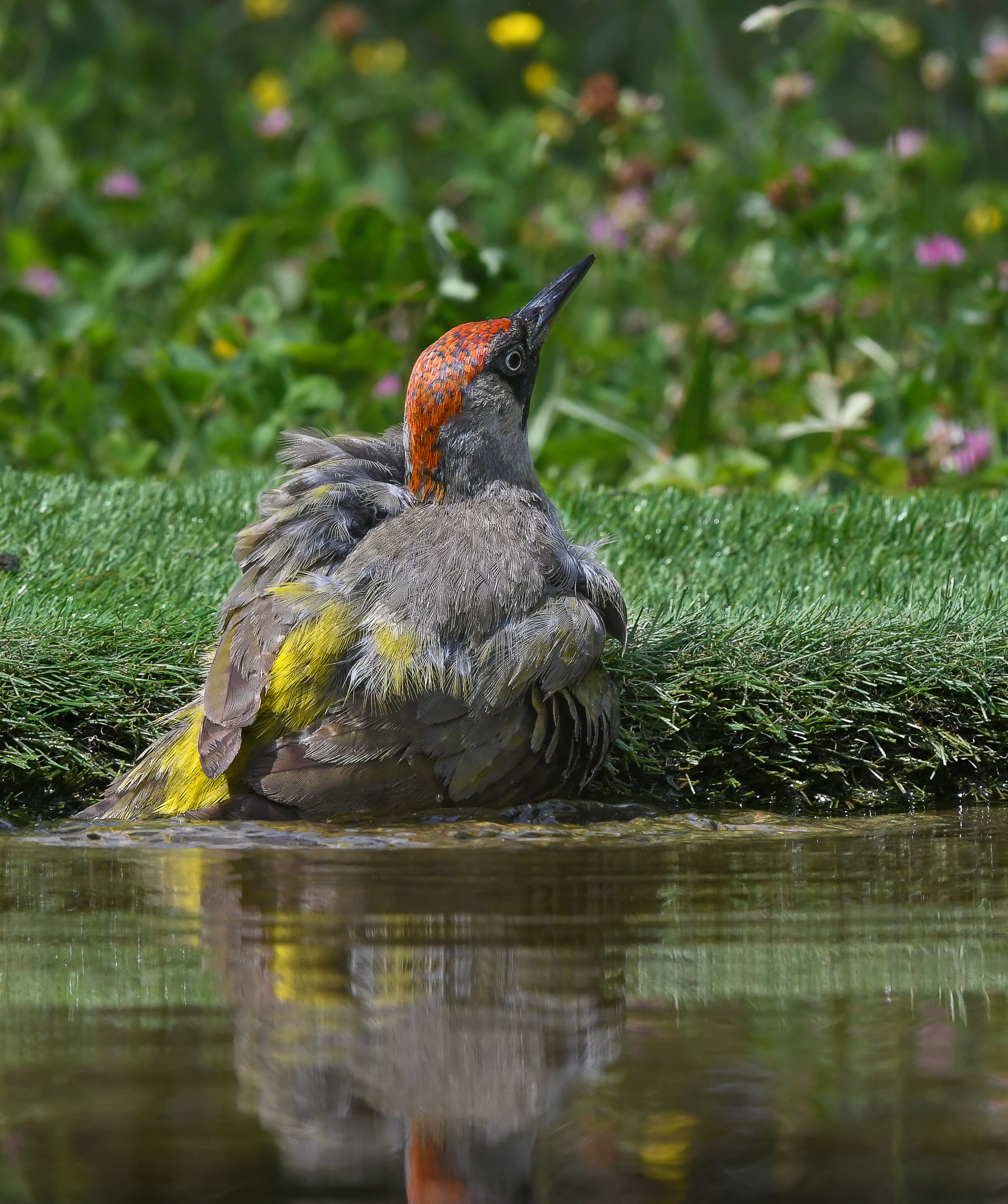 Picchietta in ammollo