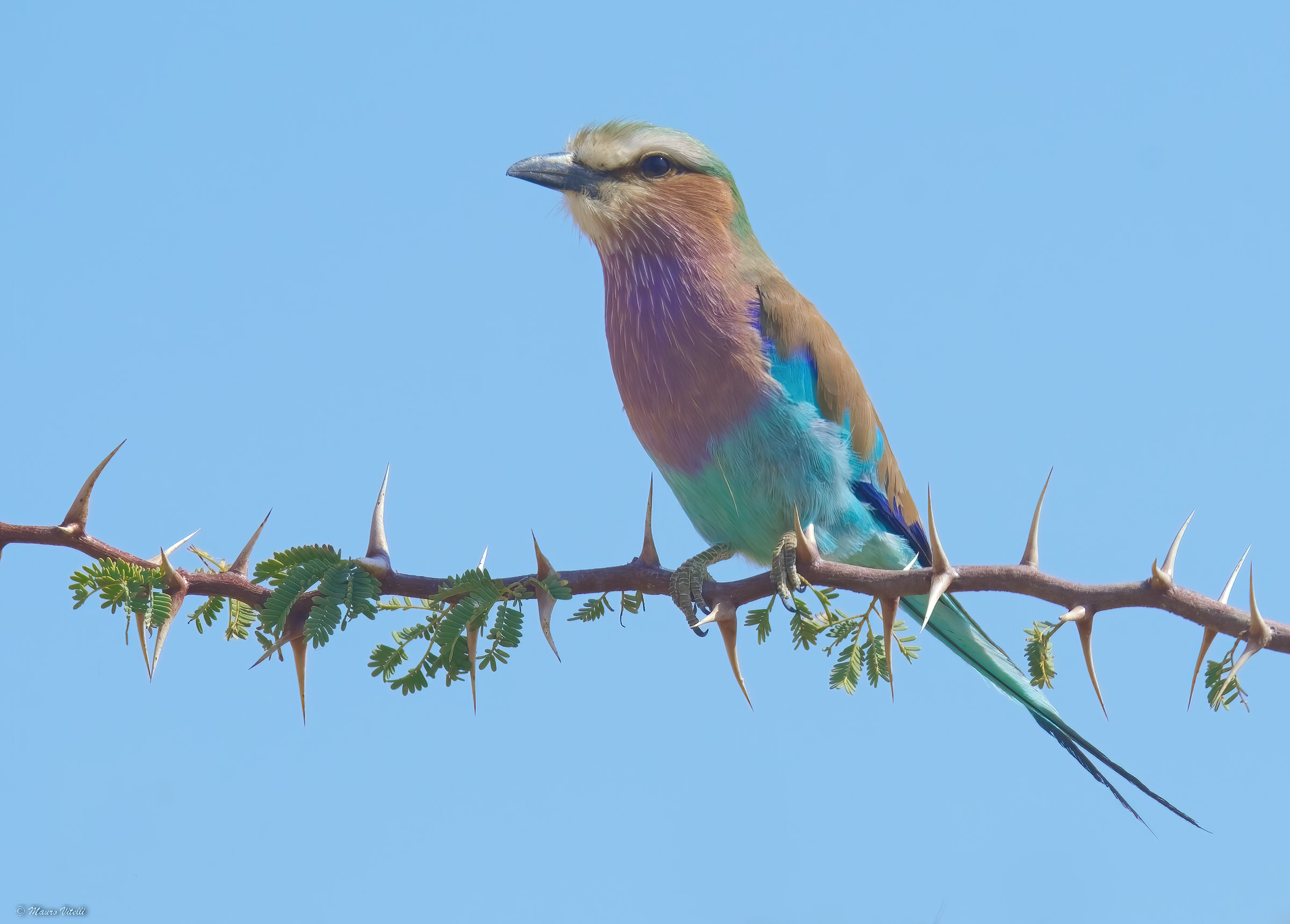 Jay pectoral (Kalahari desert)