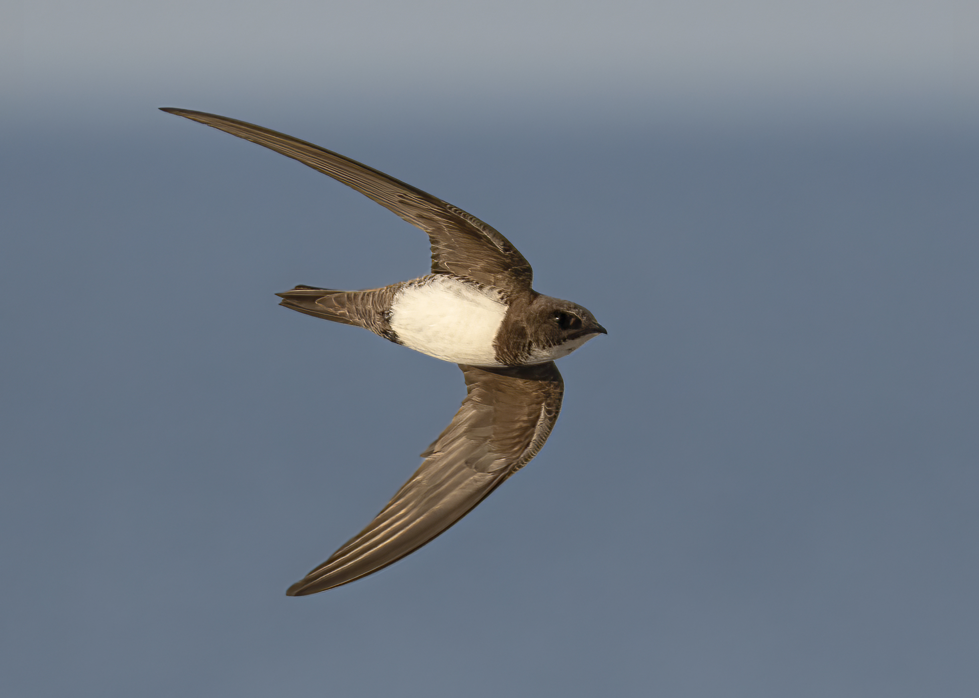 Rondone maggiore in volo sul mare