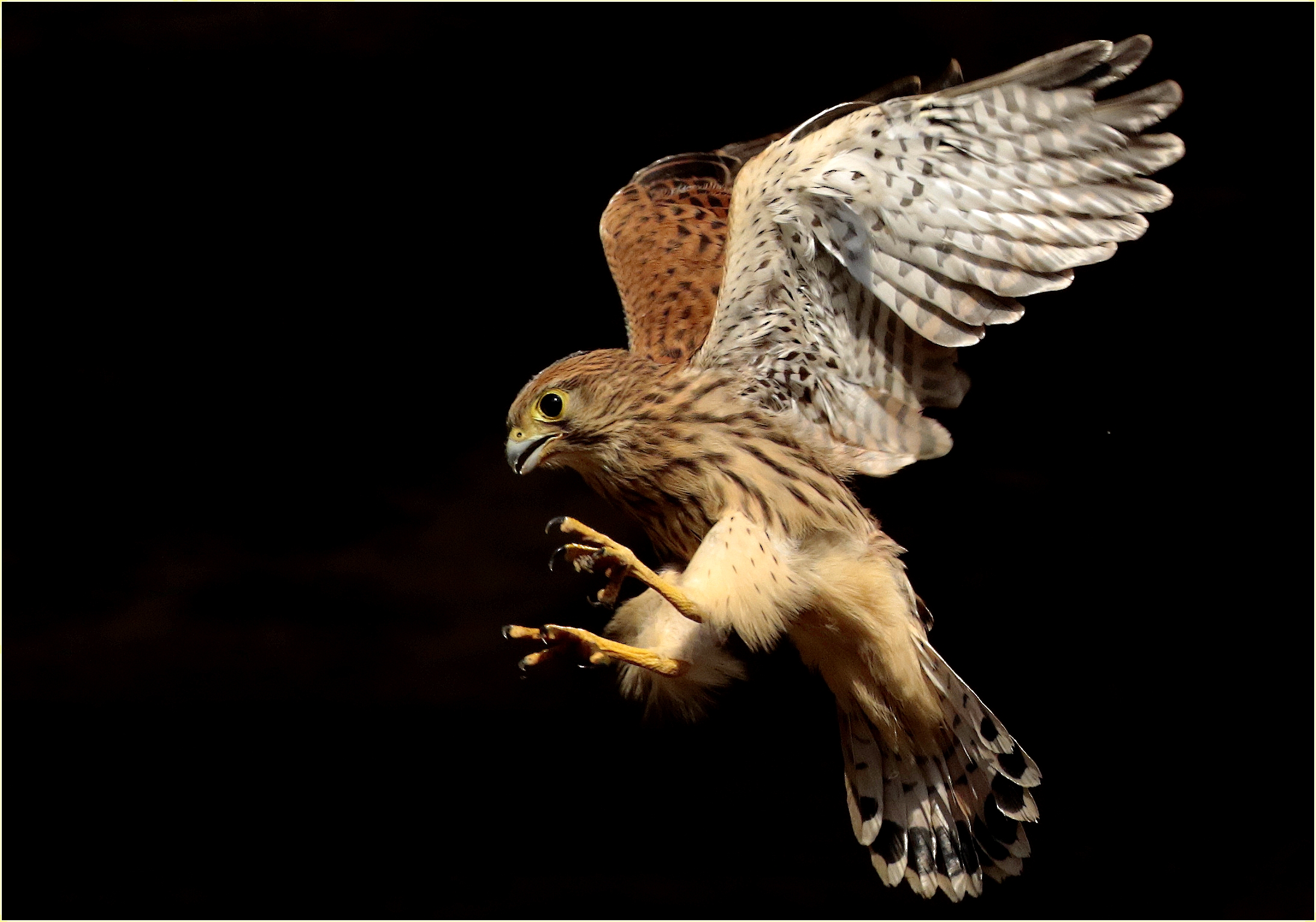 ''first timid flight of a Kestrel Pullo''