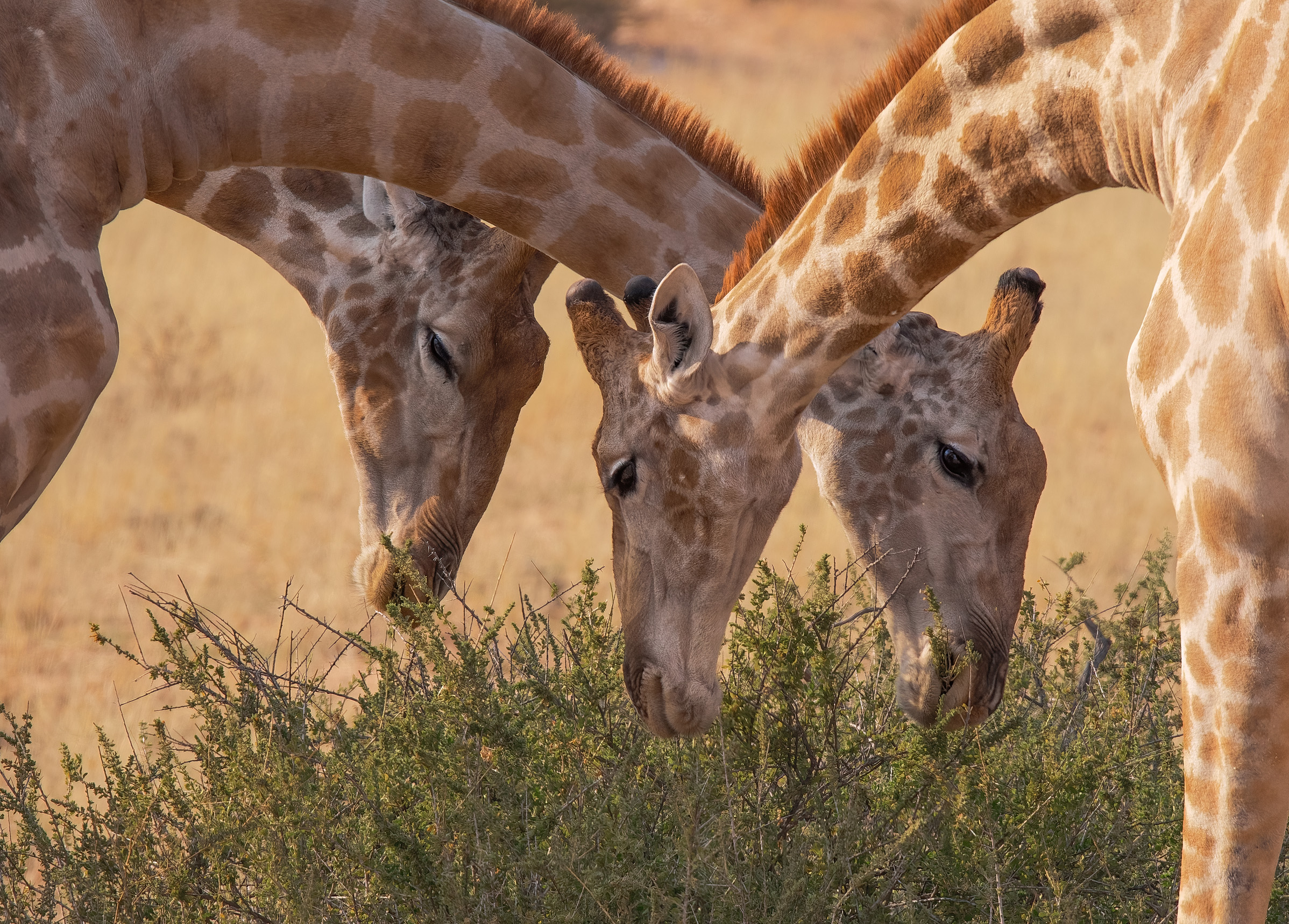 Kalahari Desert Giraffes