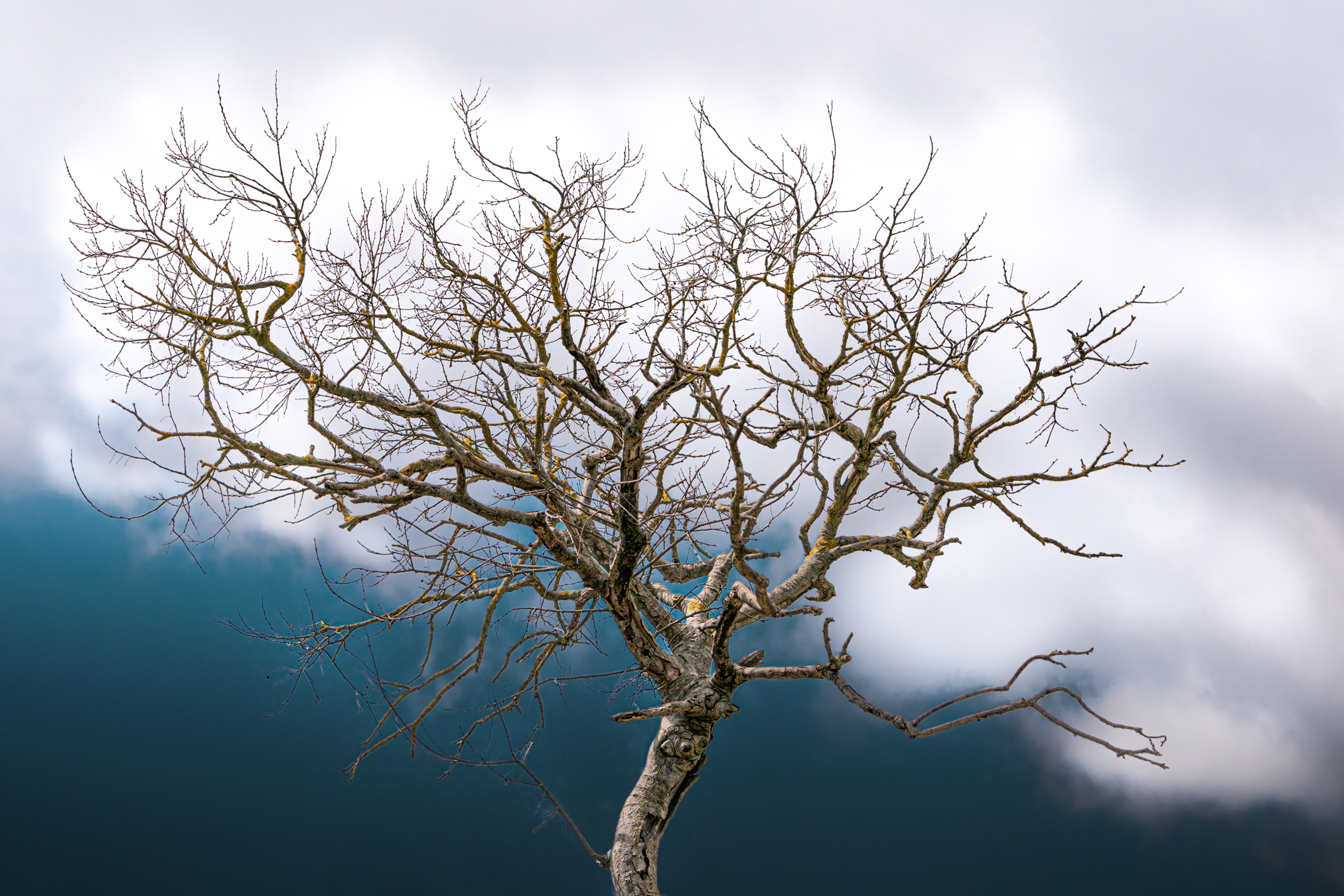 Tree with head in the clouds