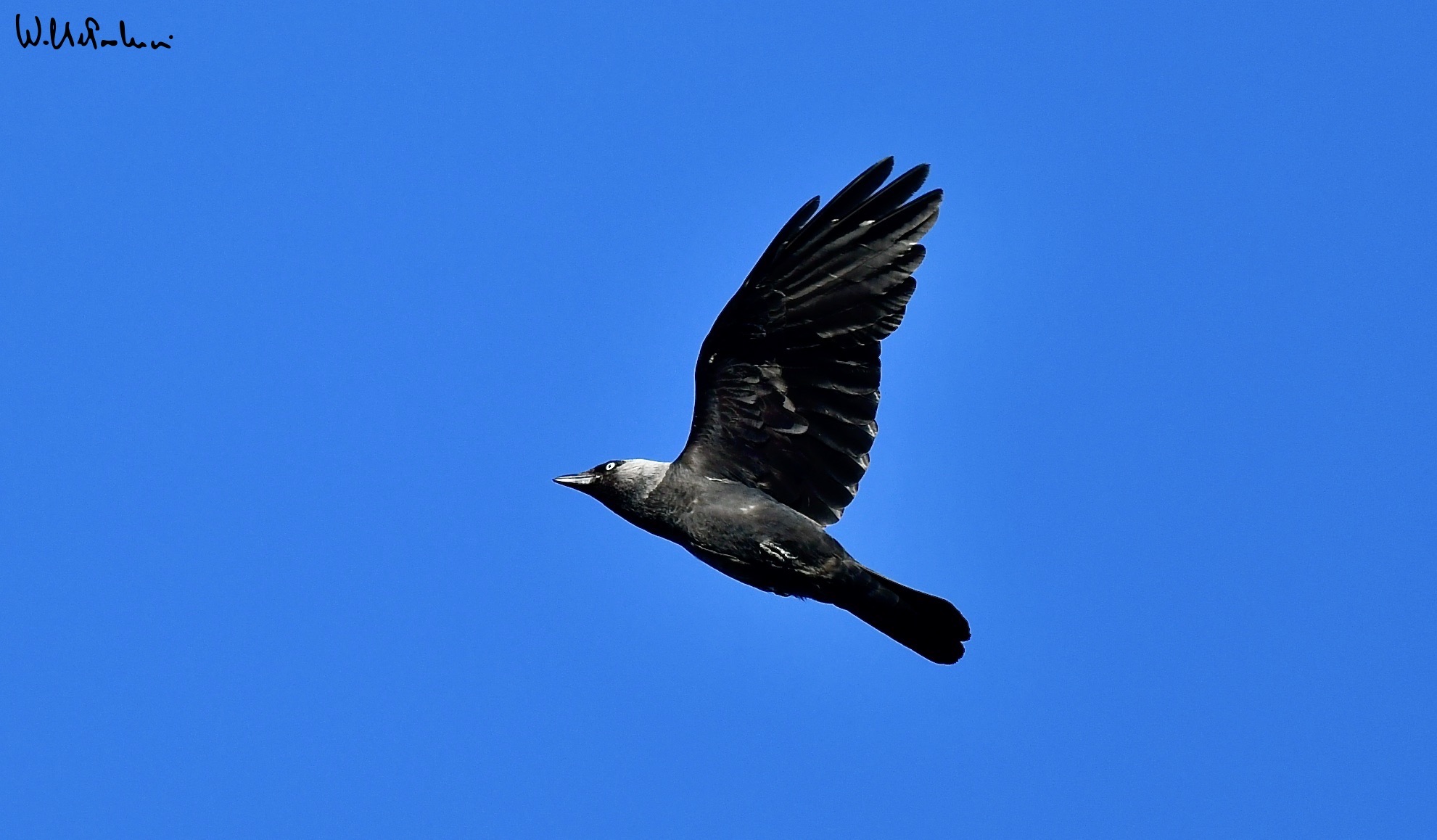 Jackdaw