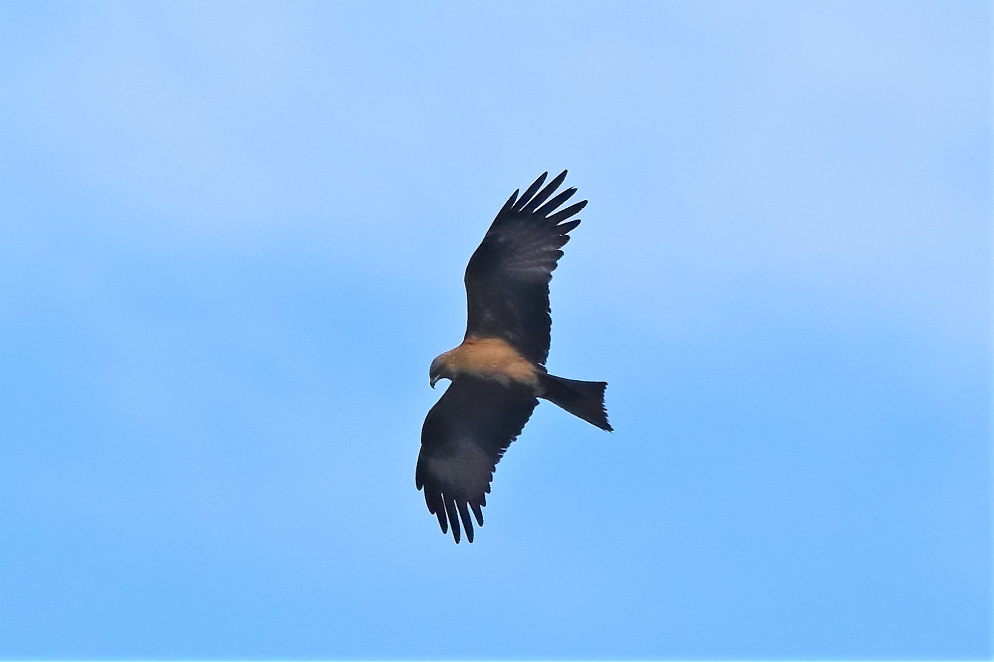 Black kite 17-05-2022