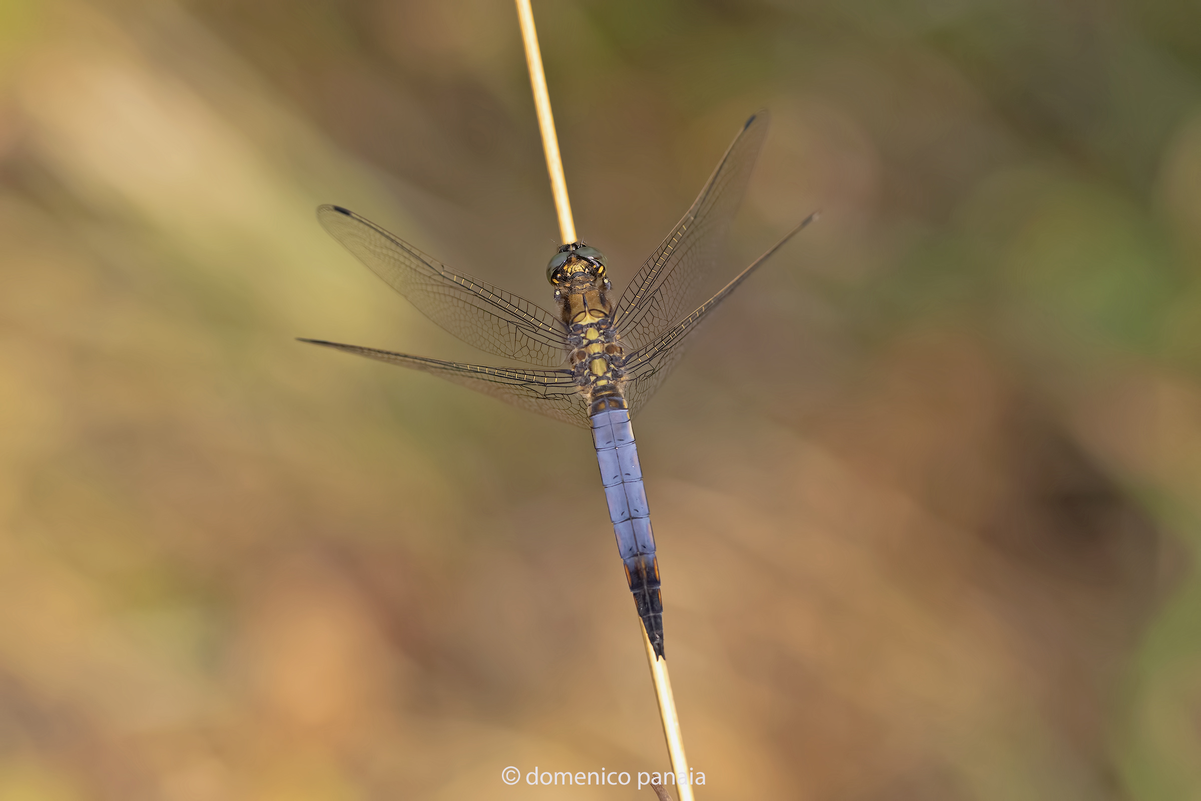 Orthetrum cancellatum male