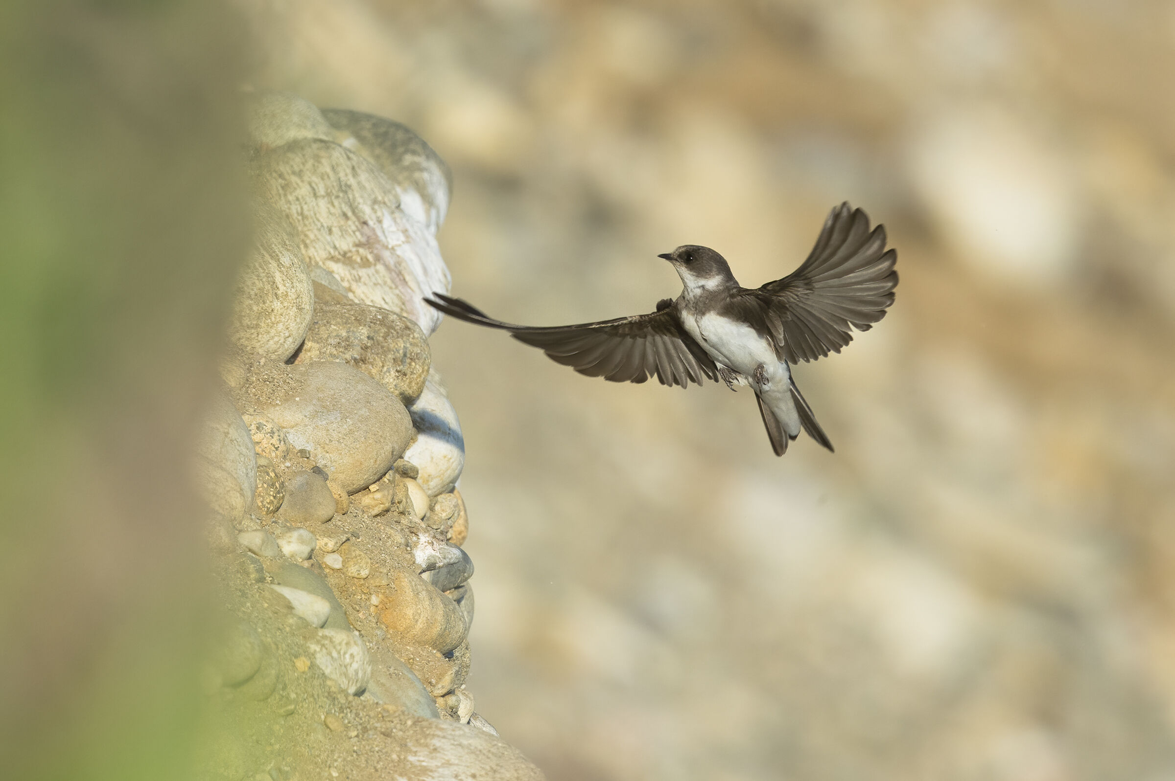 Topino (Riparia riparia)