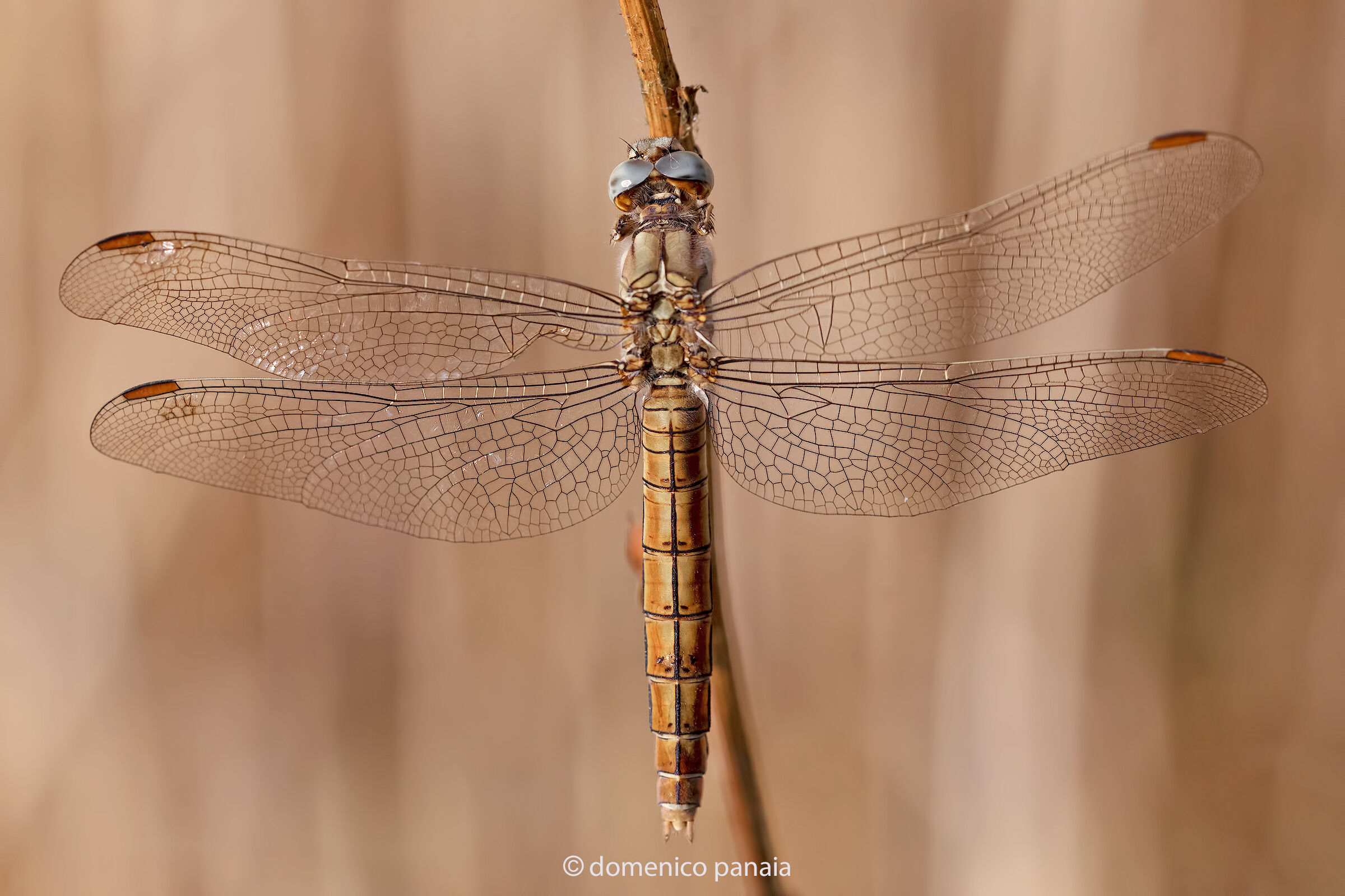 Orthetrum brunneum female