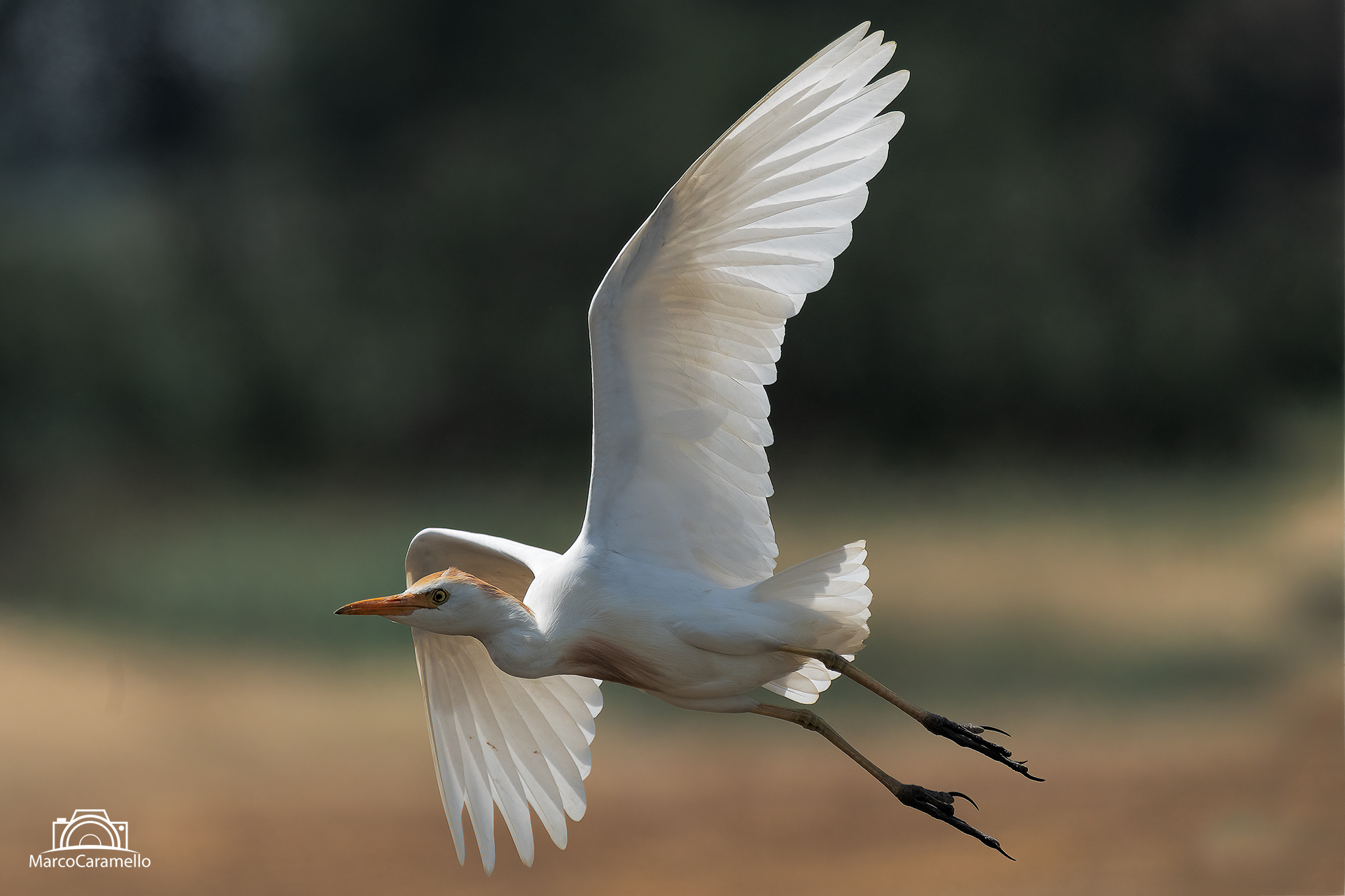 heron guardiabuoi