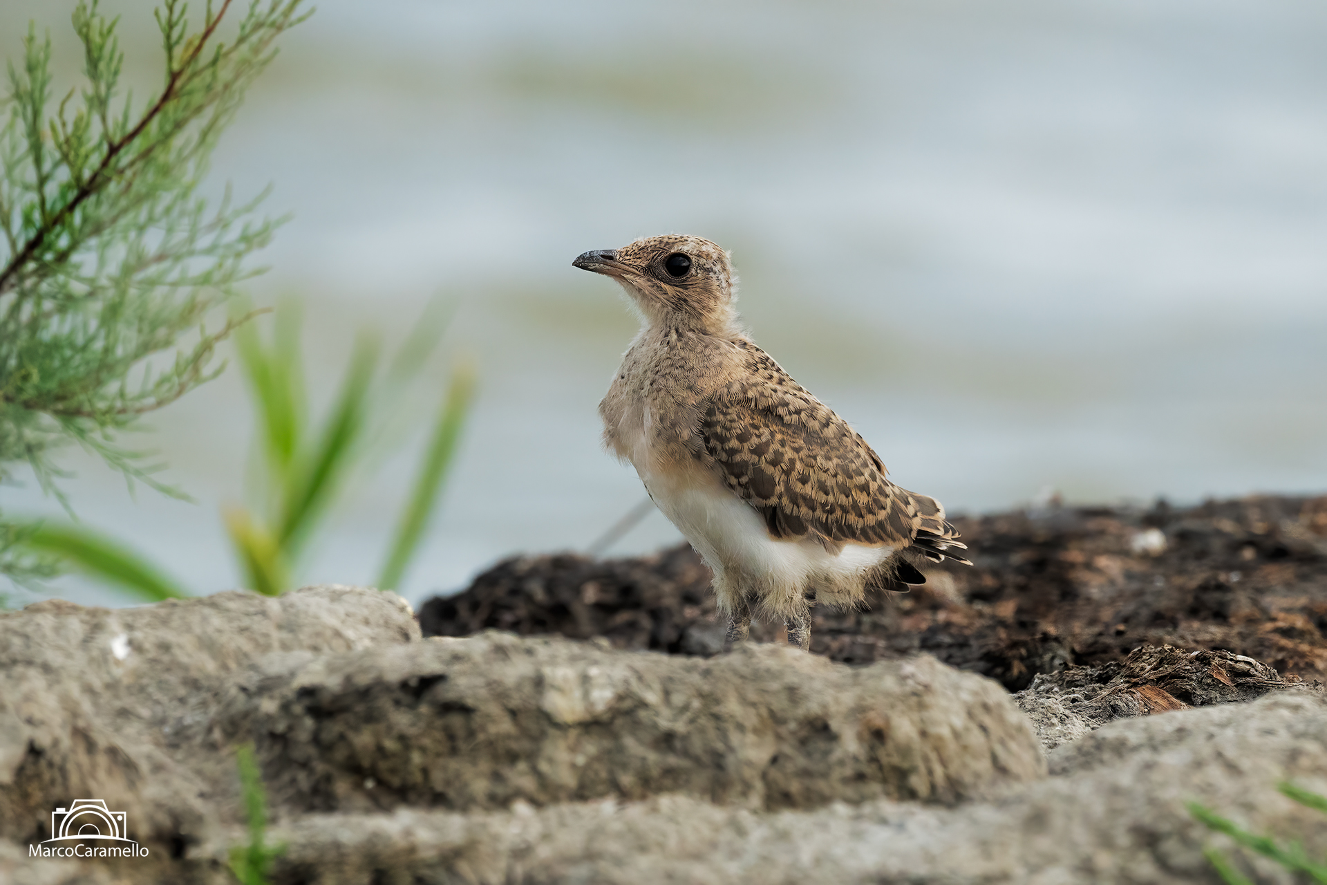 sea partridge pullo
