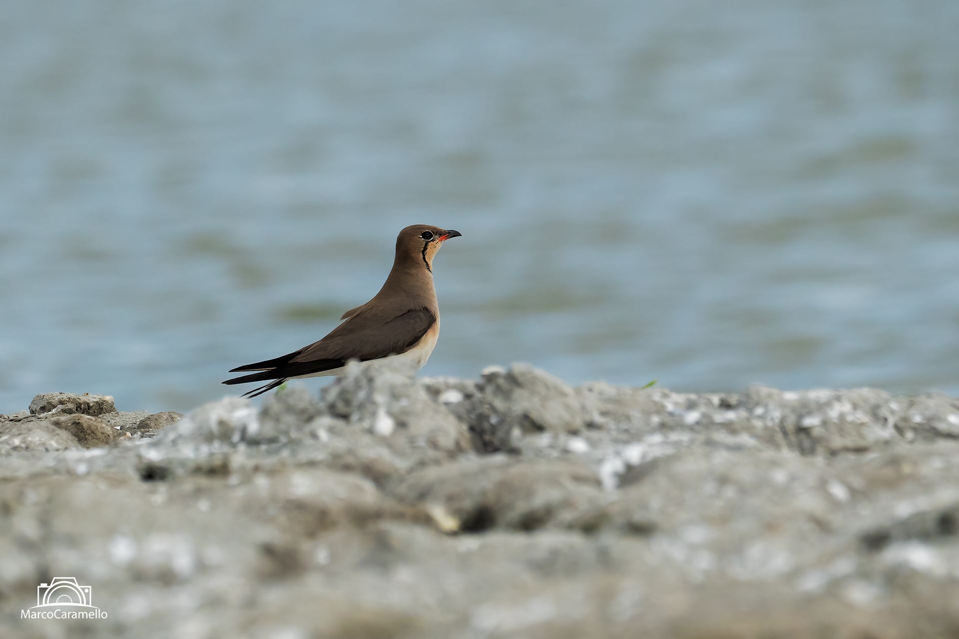 sea partridge