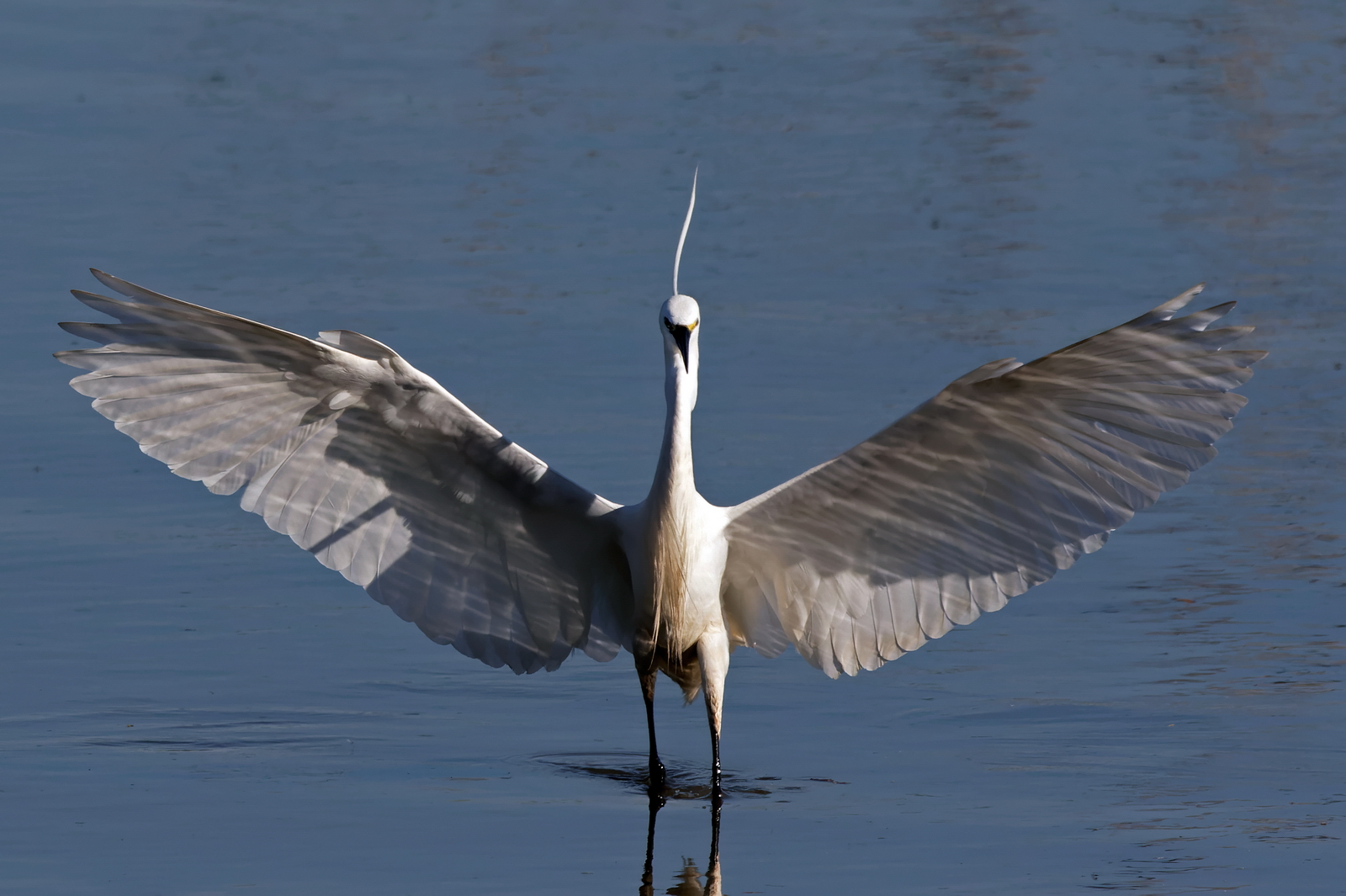 Little Egret - Egretta garzetta