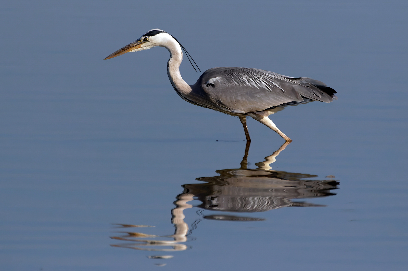 Grey Heron - Ardea cinerea