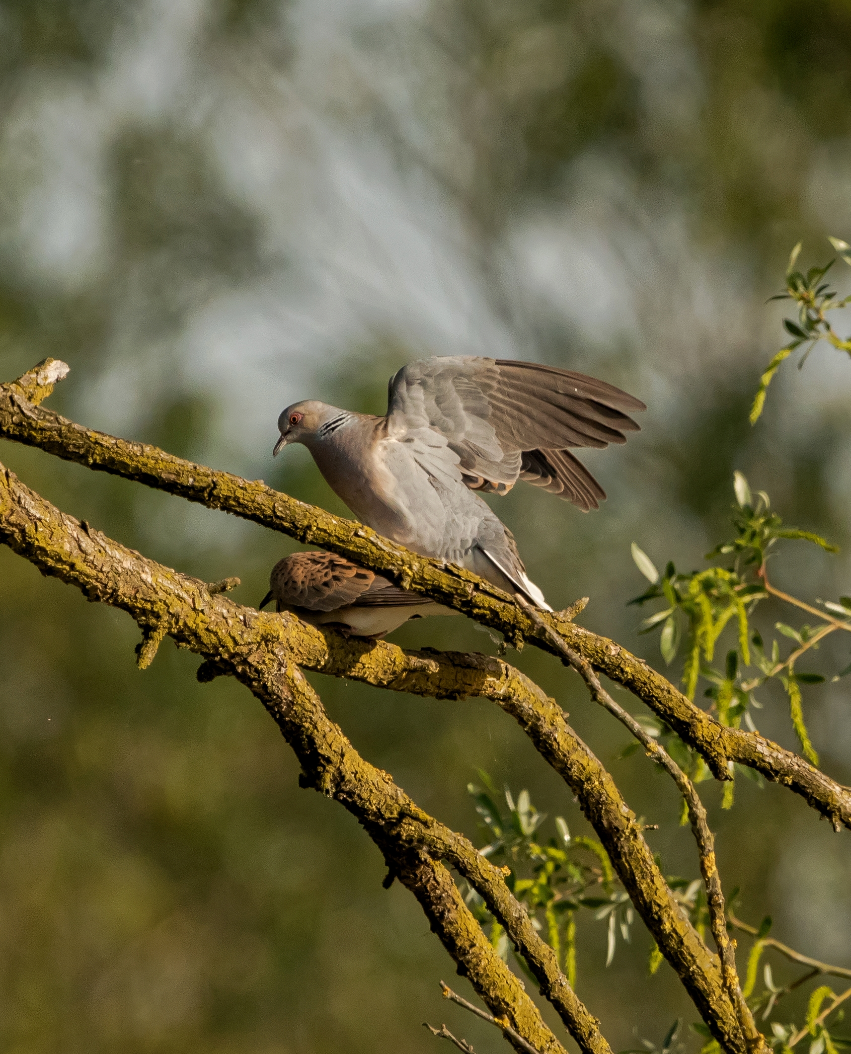 Wild Turtledoves in love Oasi Lipu 17/05/2022