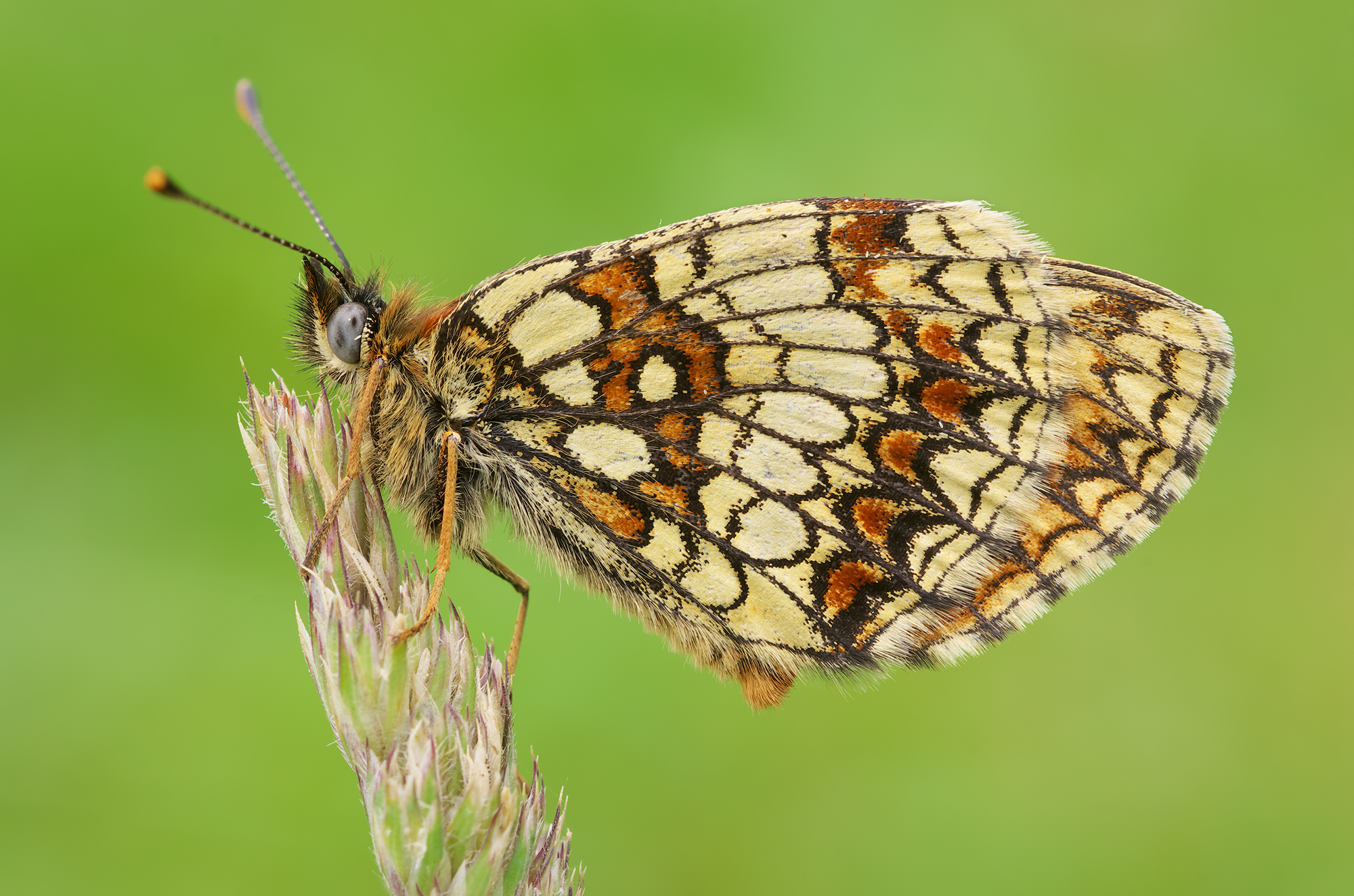 Melitaea athalia