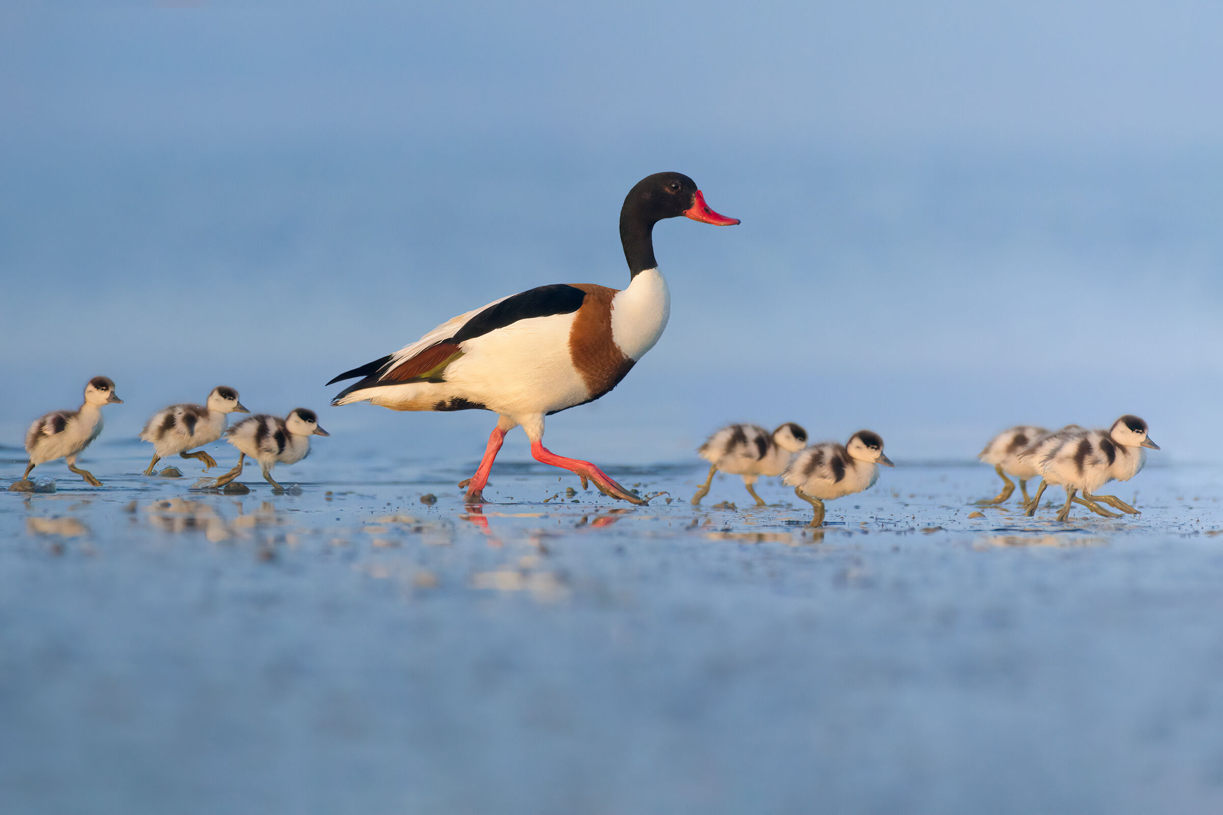 Common shelduck