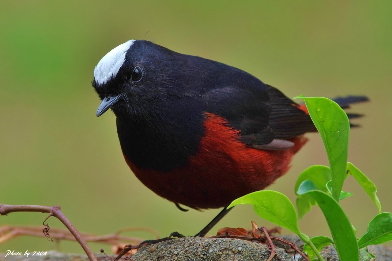 White-capped Redstart