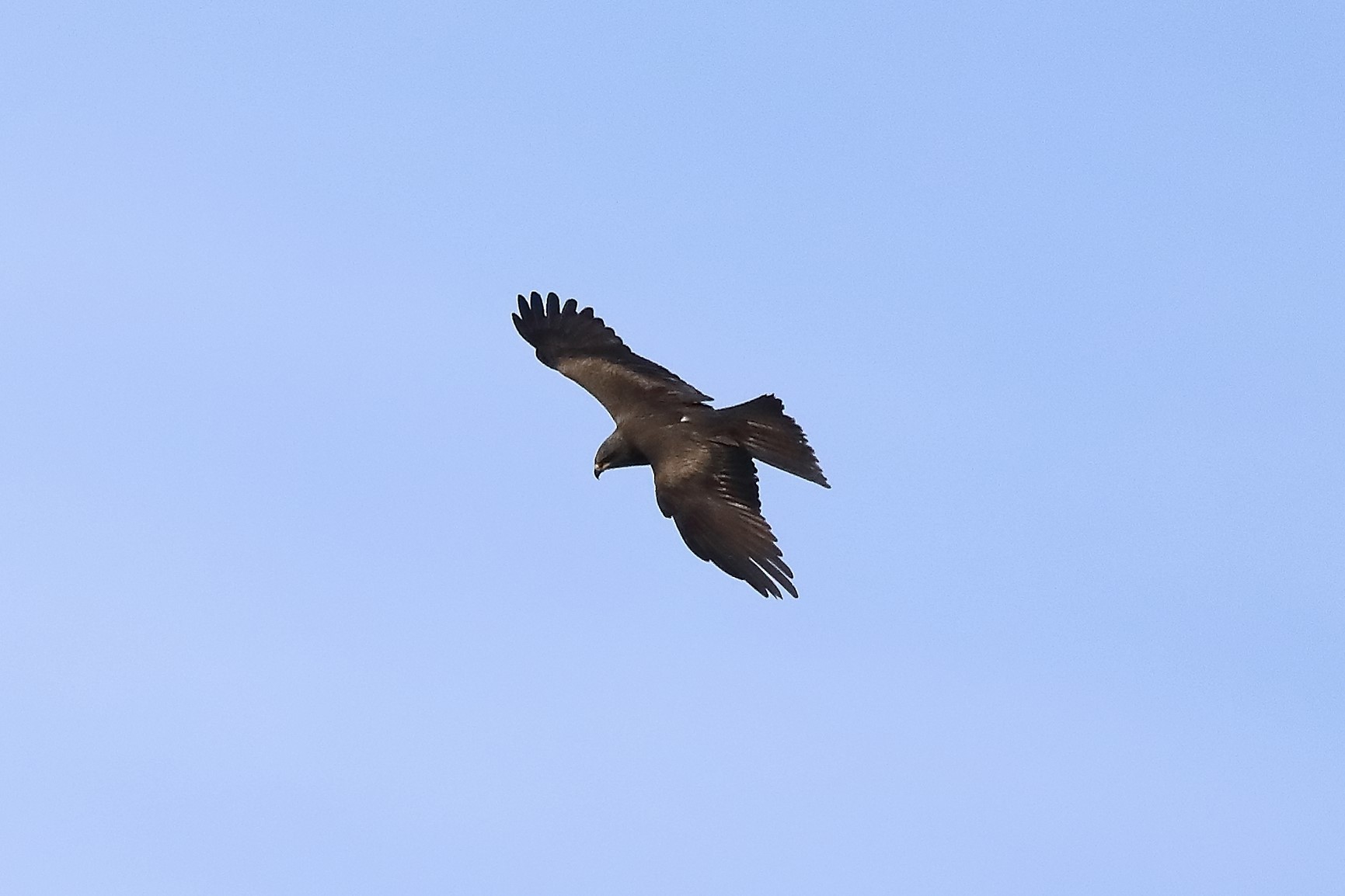 Nibbio bruno 17-05-2022