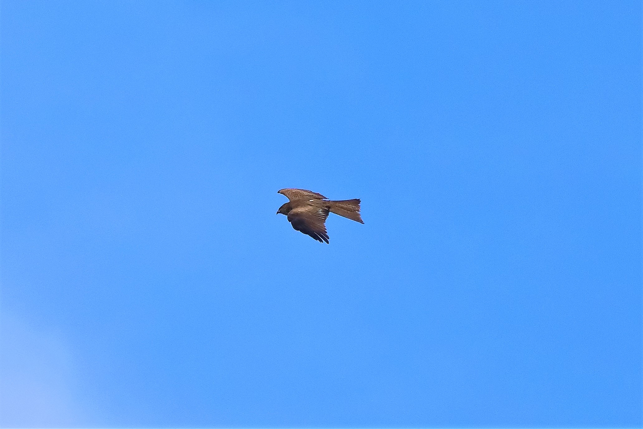 Nibbio bruno 17-05-2022