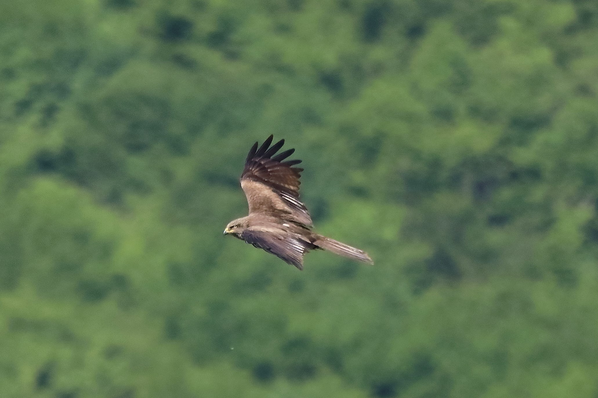 Nibbio bruno 17-05-2022