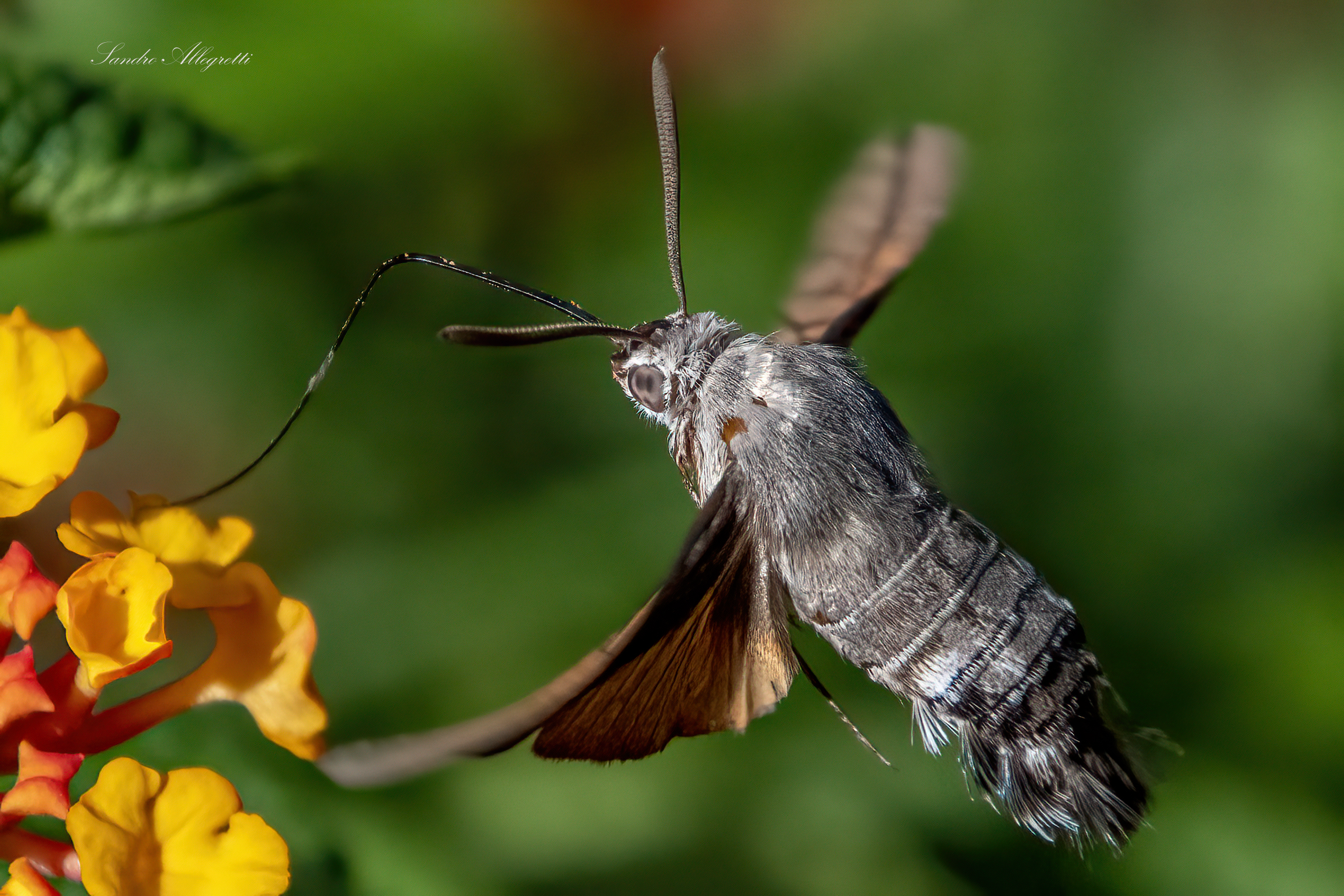 The sphinx of the galium, sphinx hummingbird.