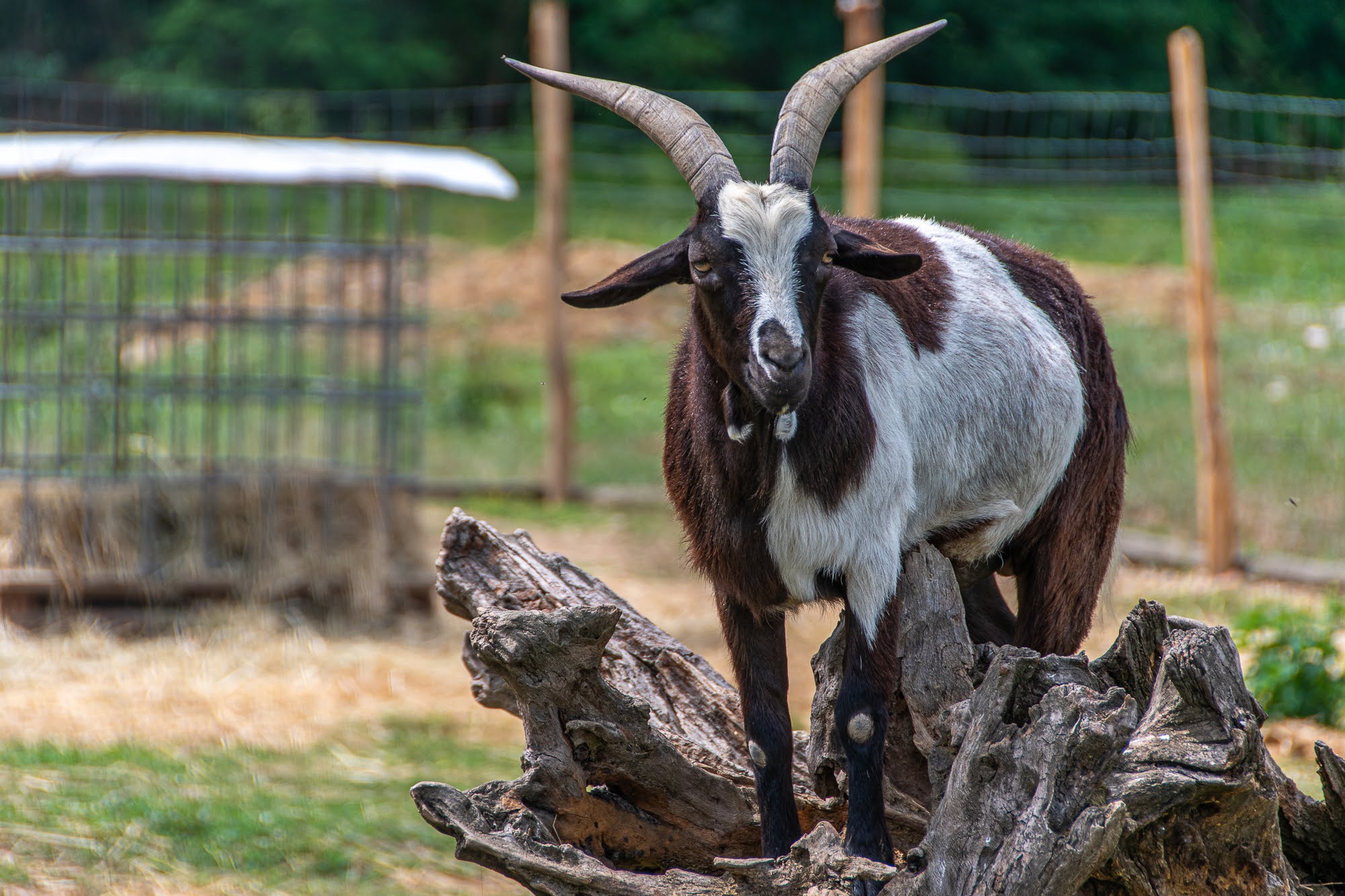 Capretta Tibetana - Cascina Beneficio (al)