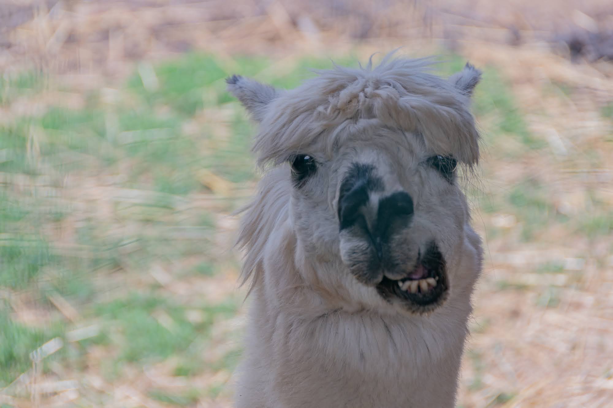 Alpaca - Cascina Beneficio (AL) - Italy