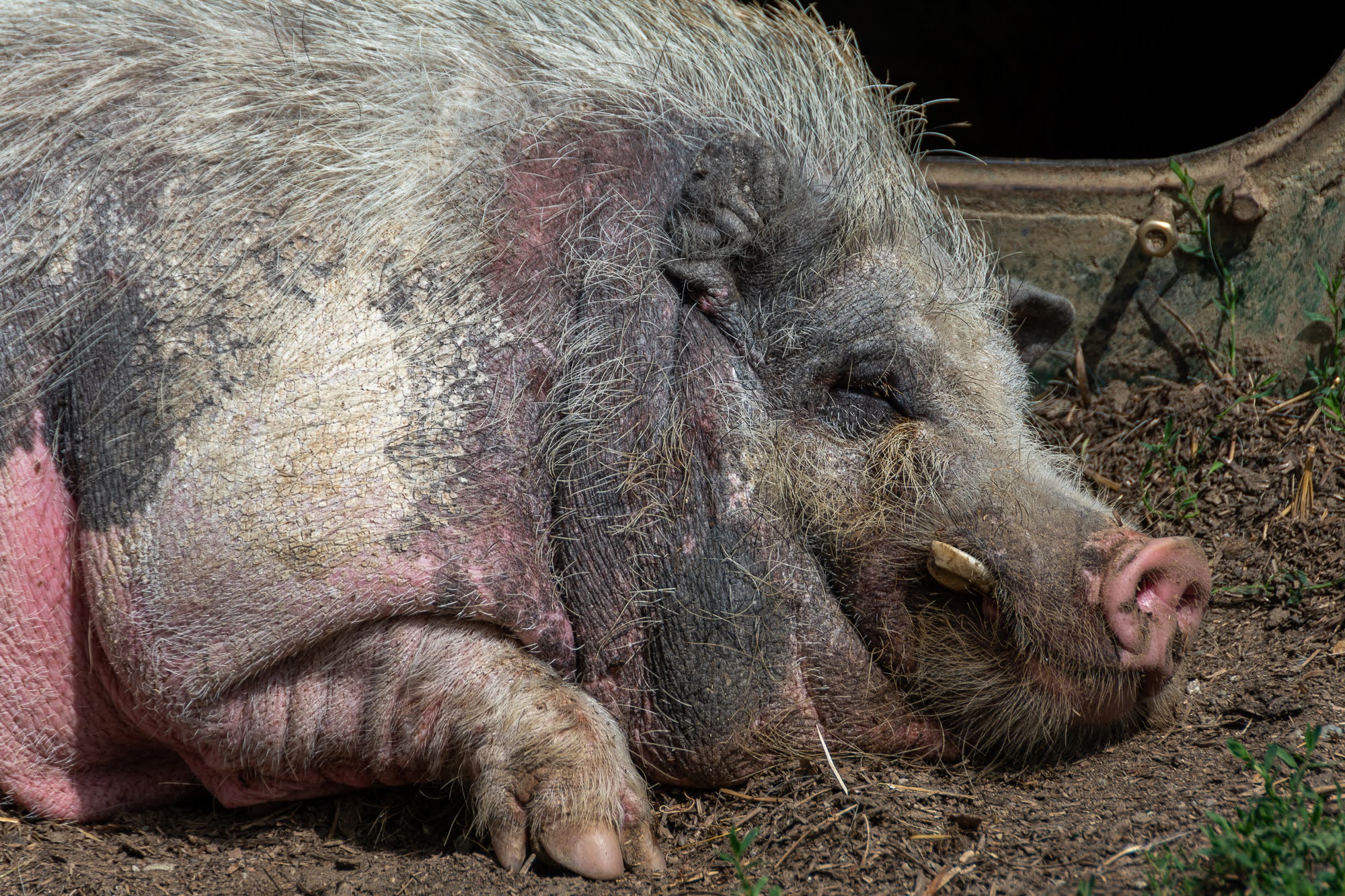 Maiale - Cascina Beneficio (al)