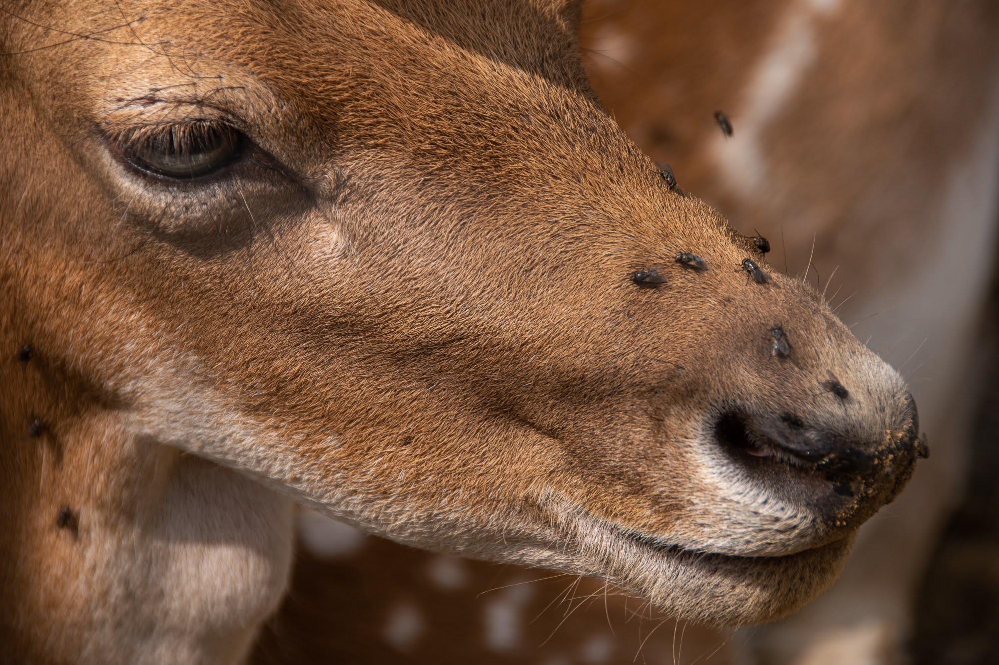 Daino - Cascina Beneficio (al)