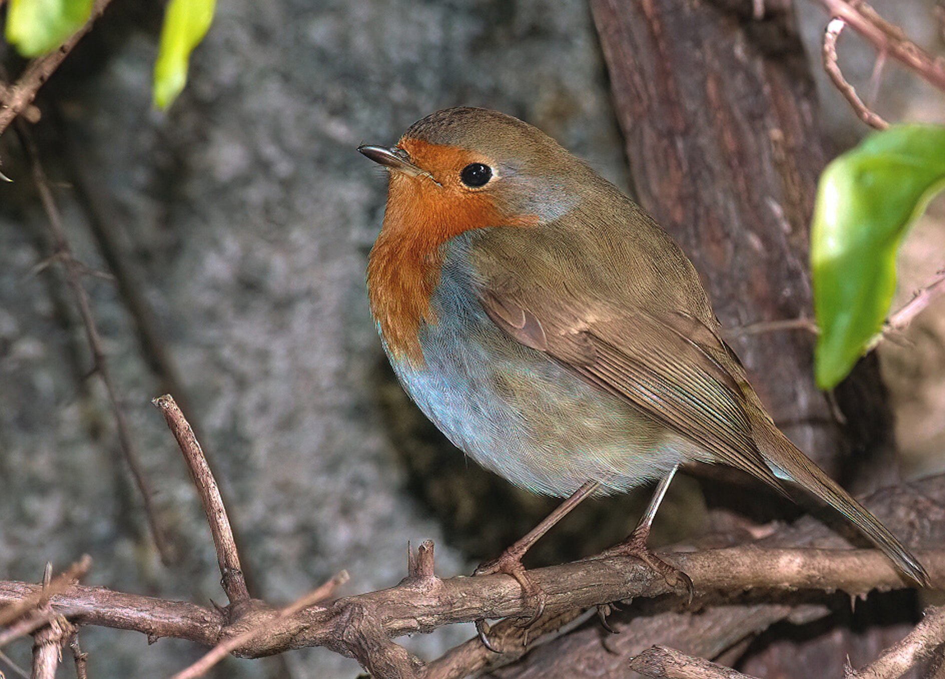 Robin