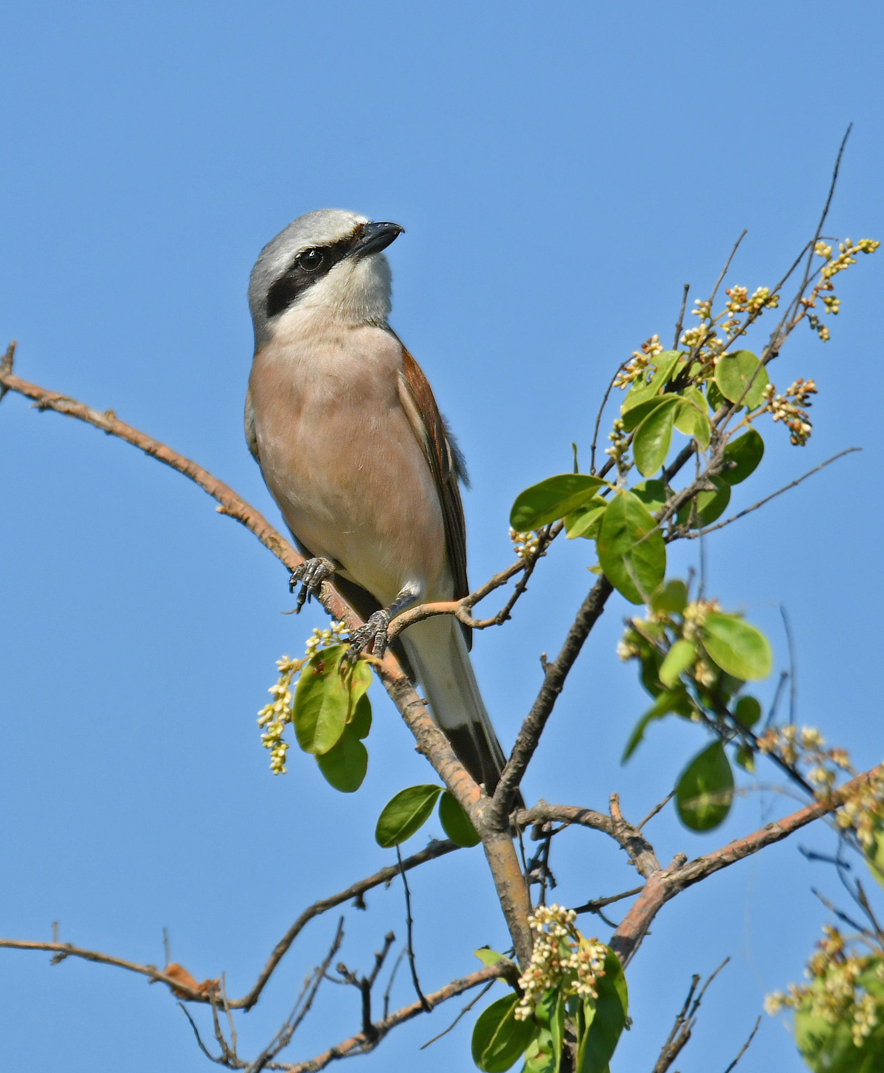 red-backed shrike