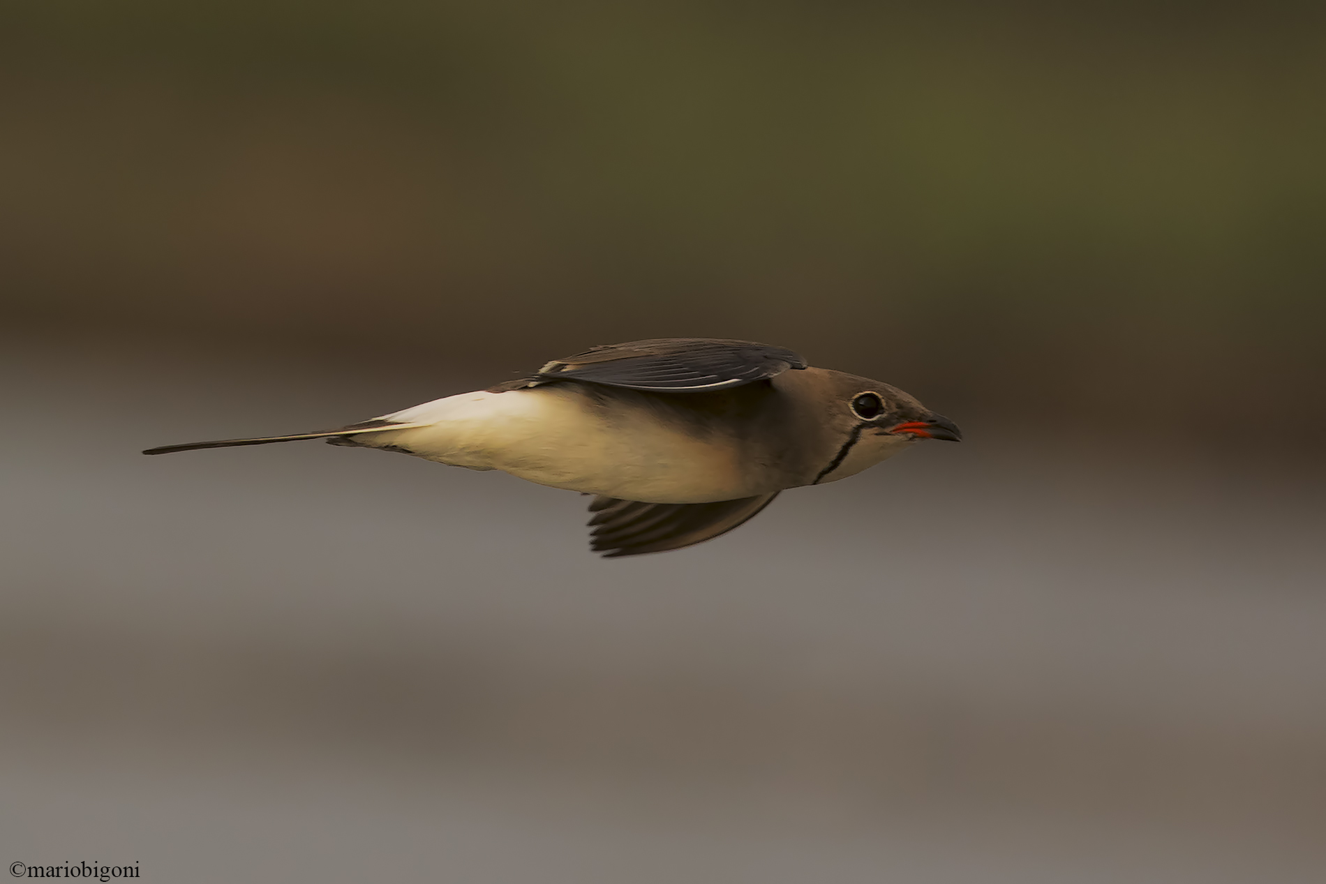 Sea partridge