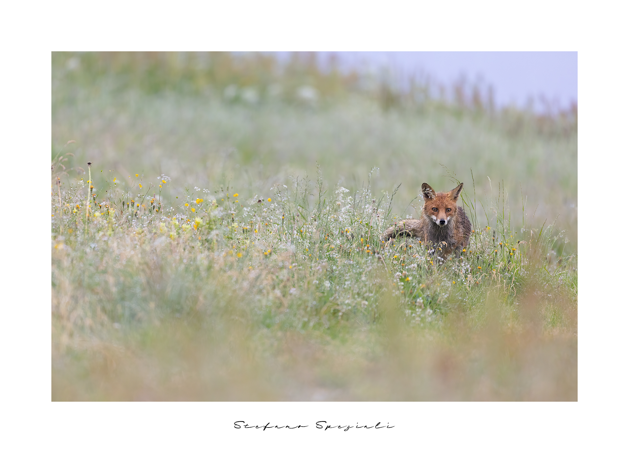 Fox - Vulpes vulpes