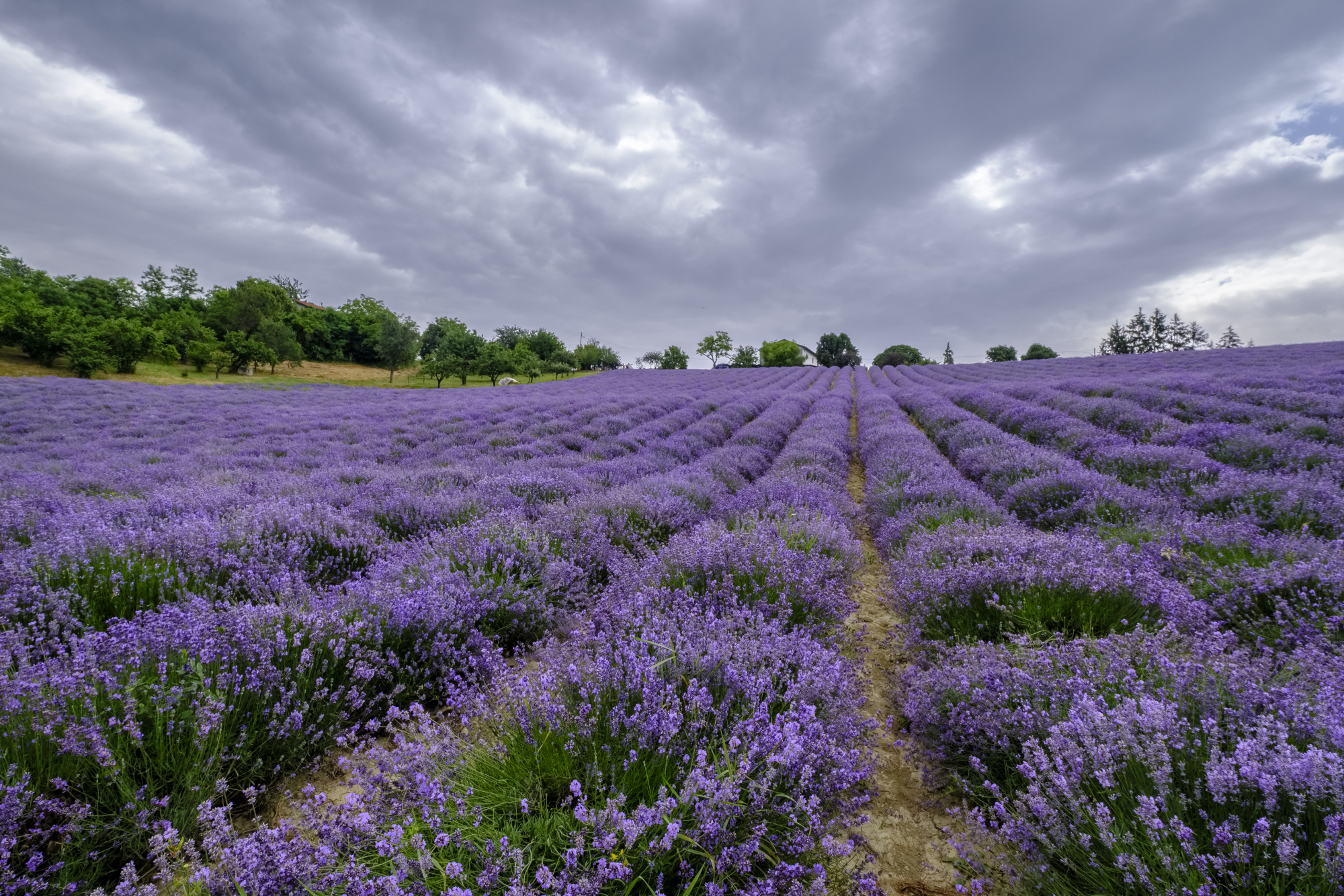 Lavanda