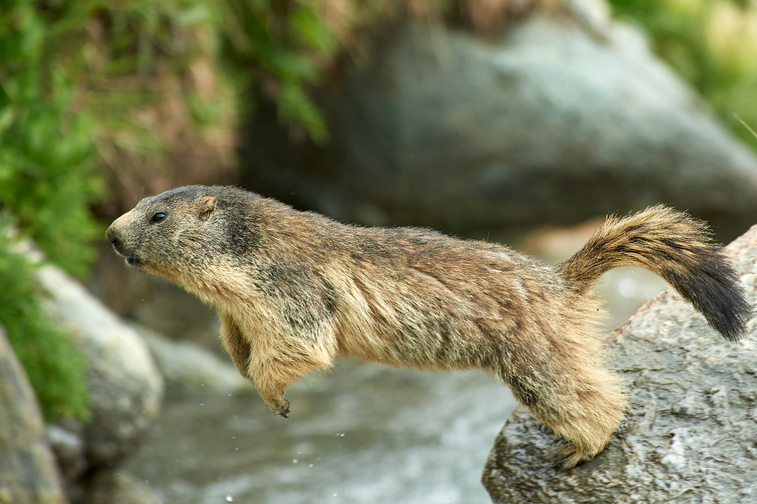 Marmot