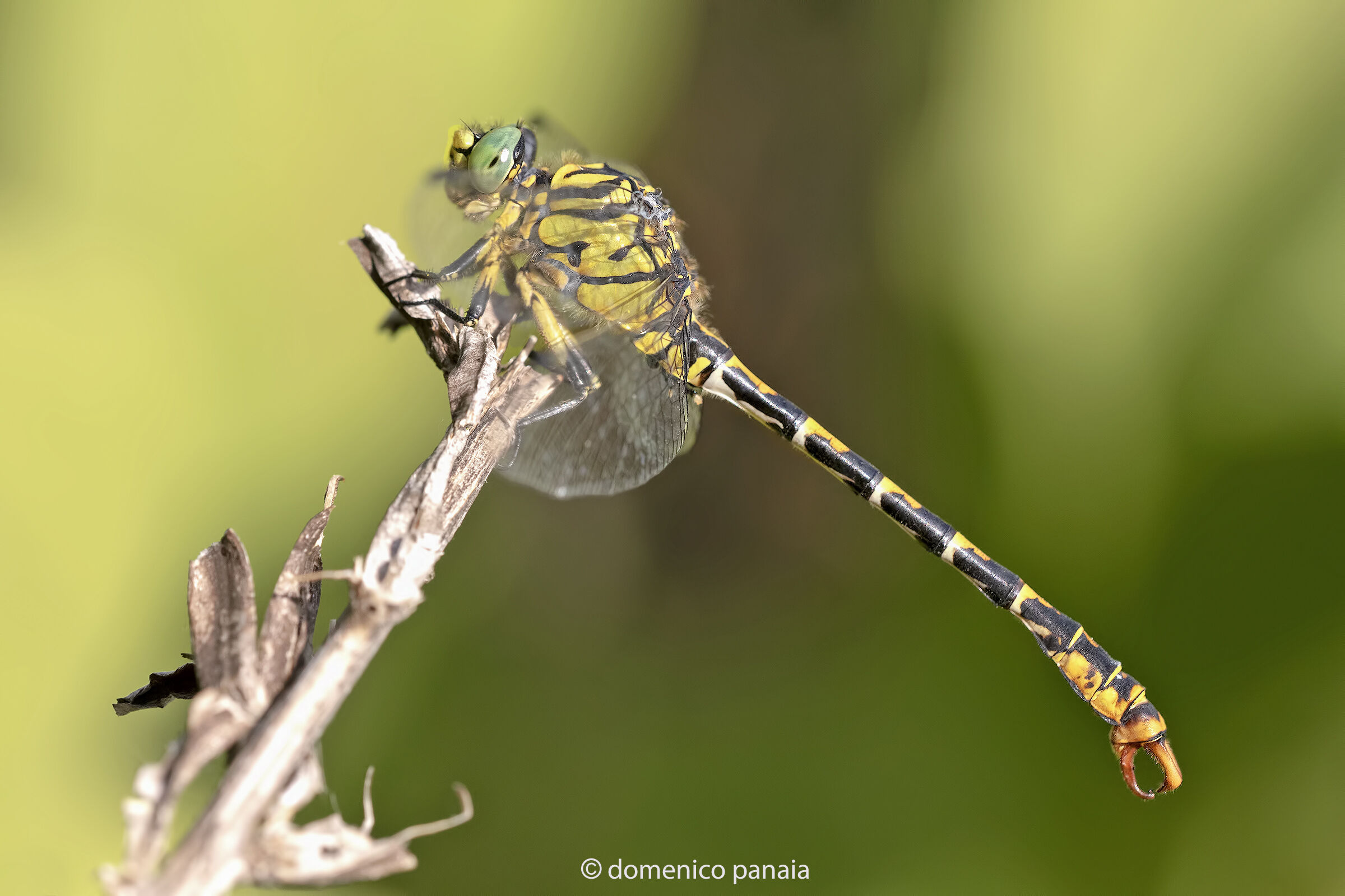 onychogomphus forcipatus maschio