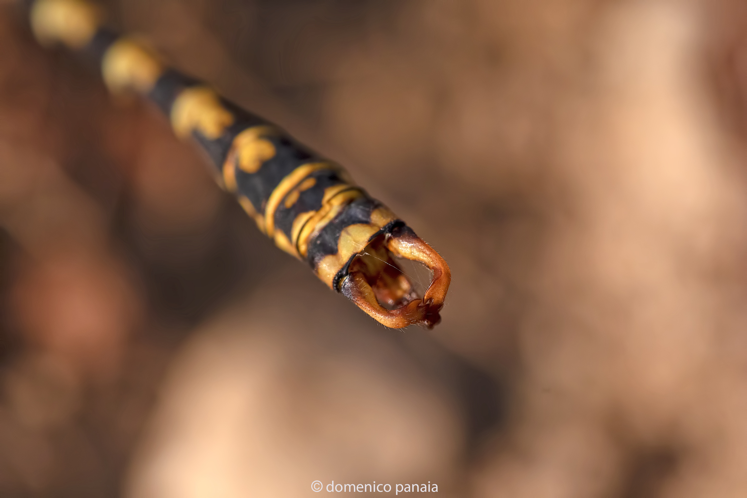 onychogomphus forcipatus male