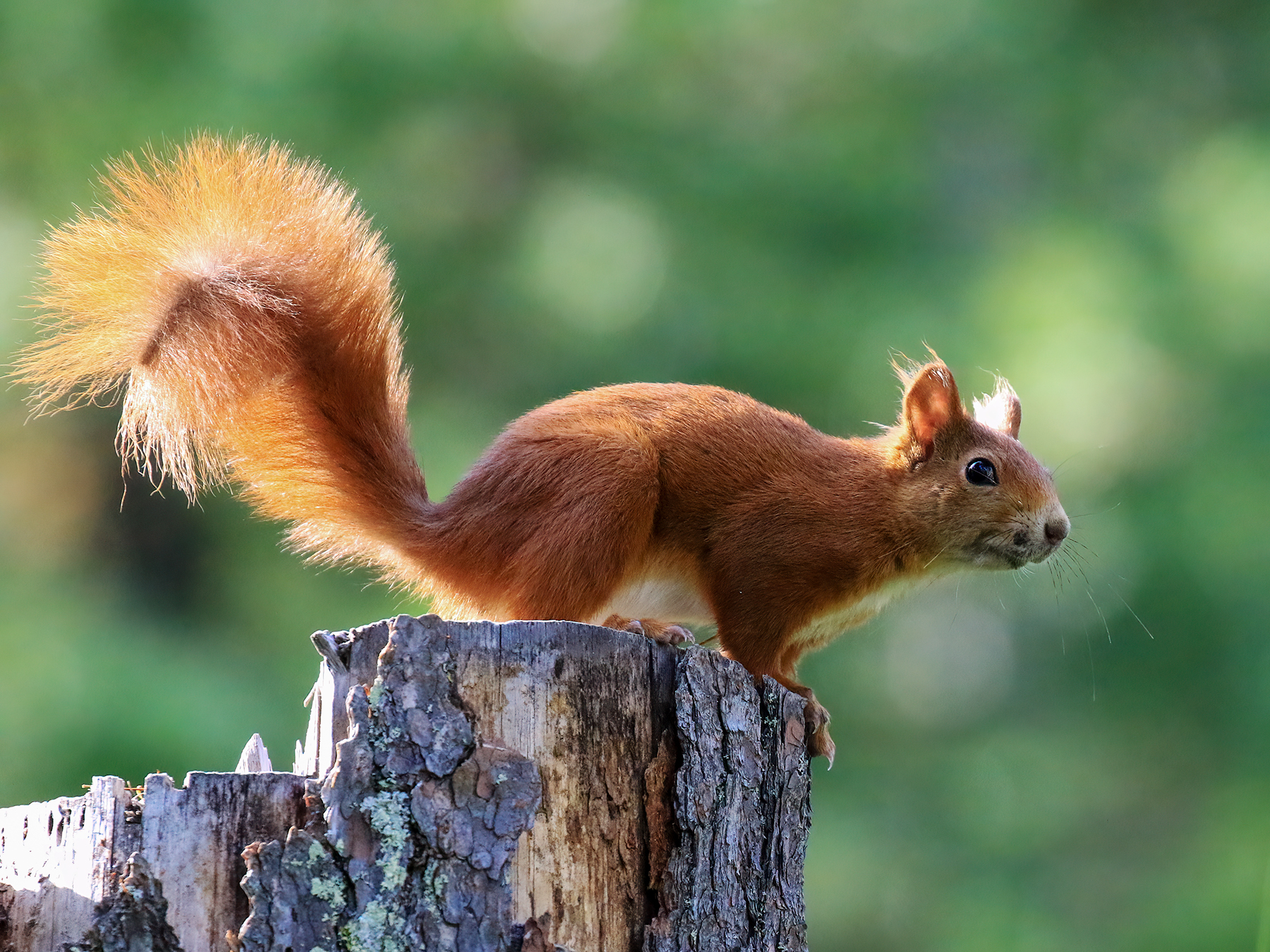 Red squirrel