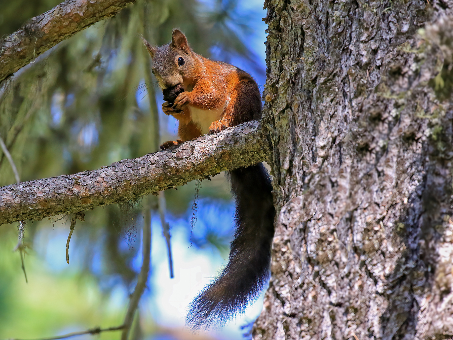 Red squirrel