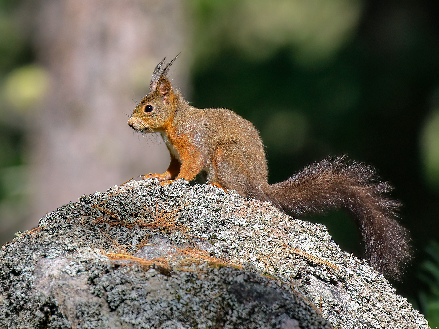 Red squirrel