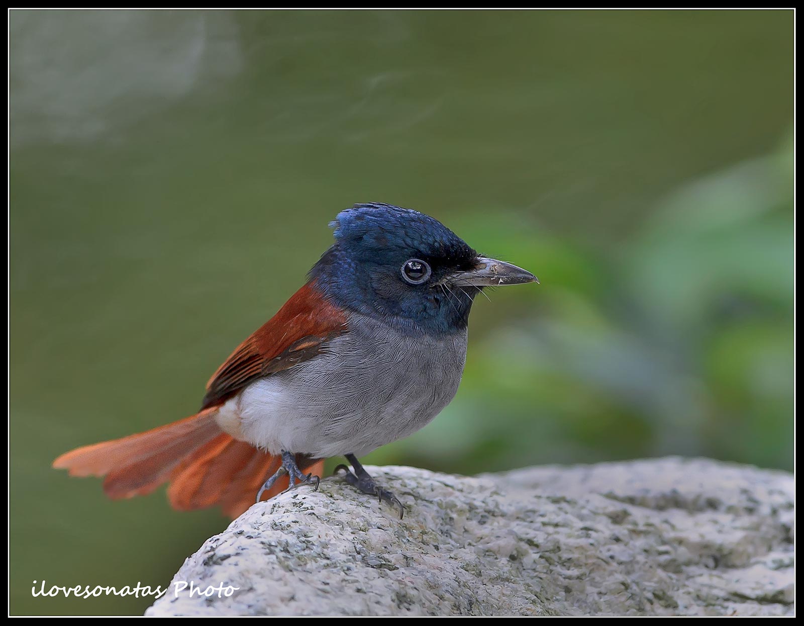 Paradise pigliamosche