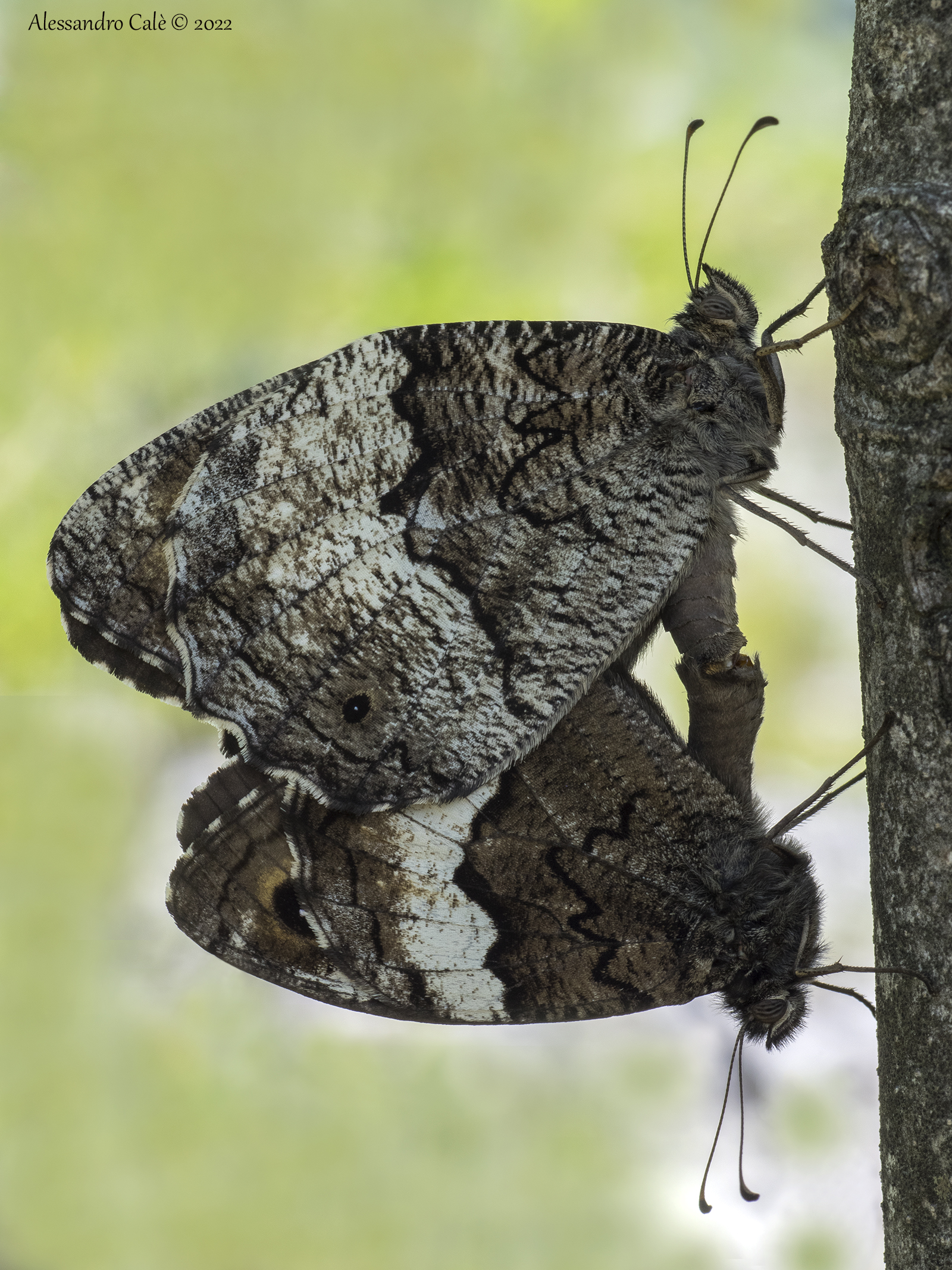 Brintesia circe 5036