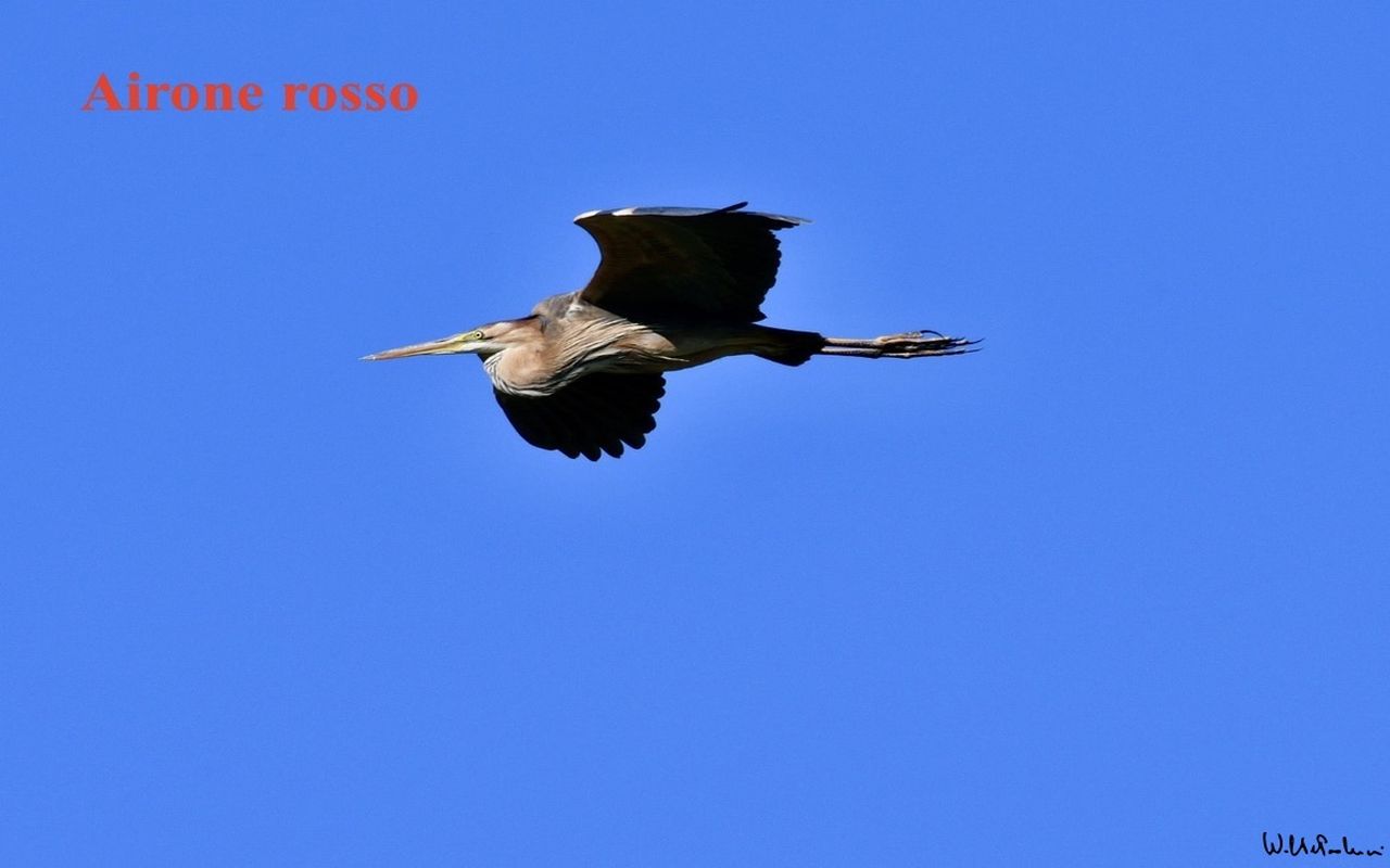 Purple heron
