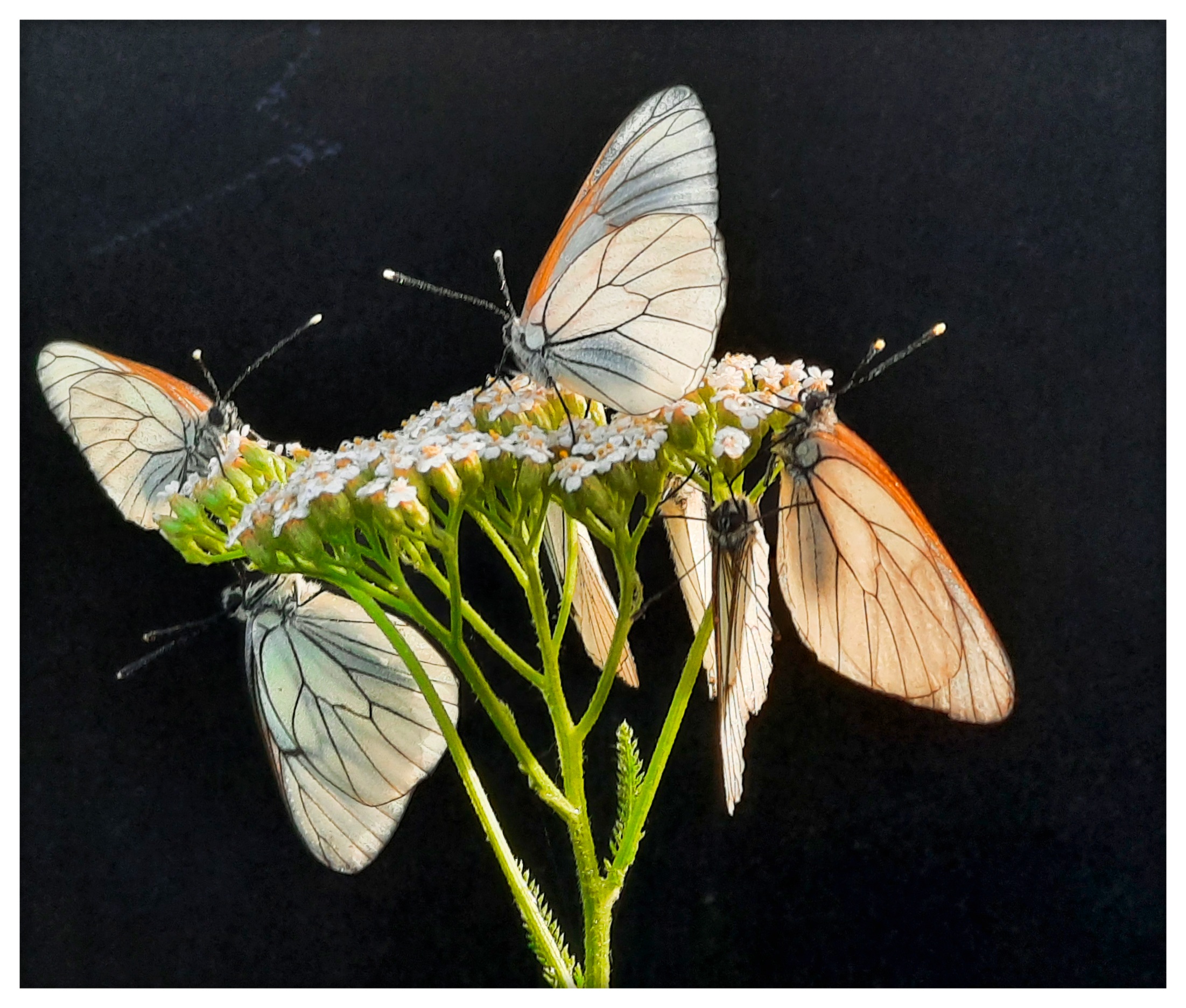 Aporia
