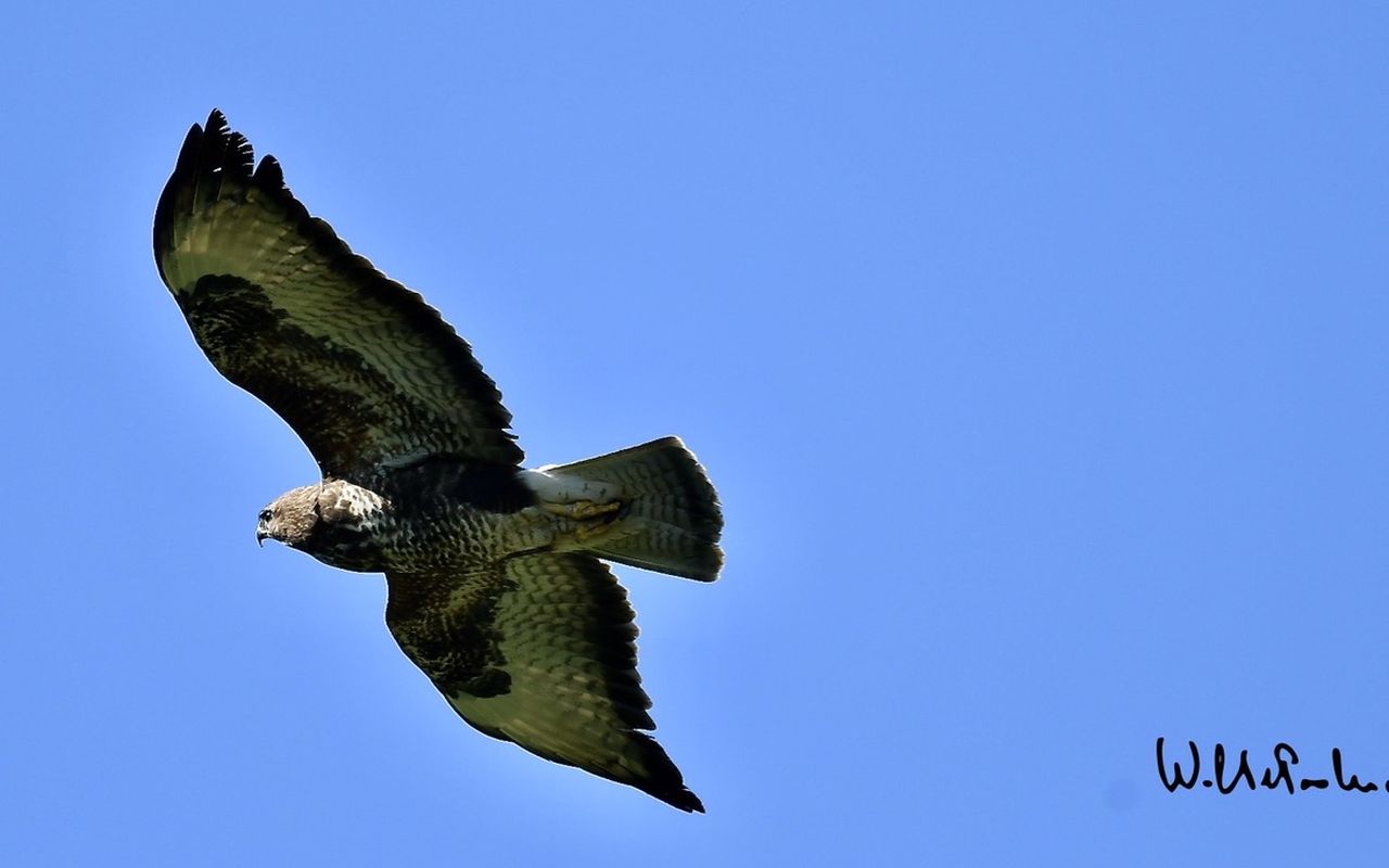 Buzzard