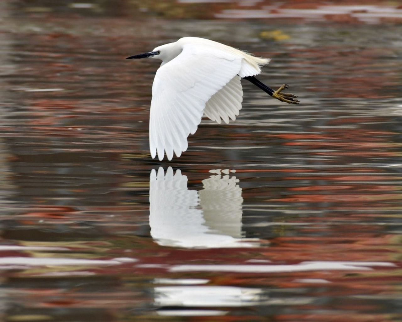 Egret 1