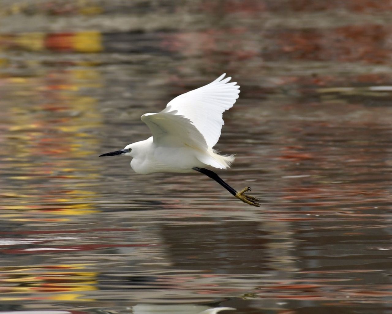Egret 3