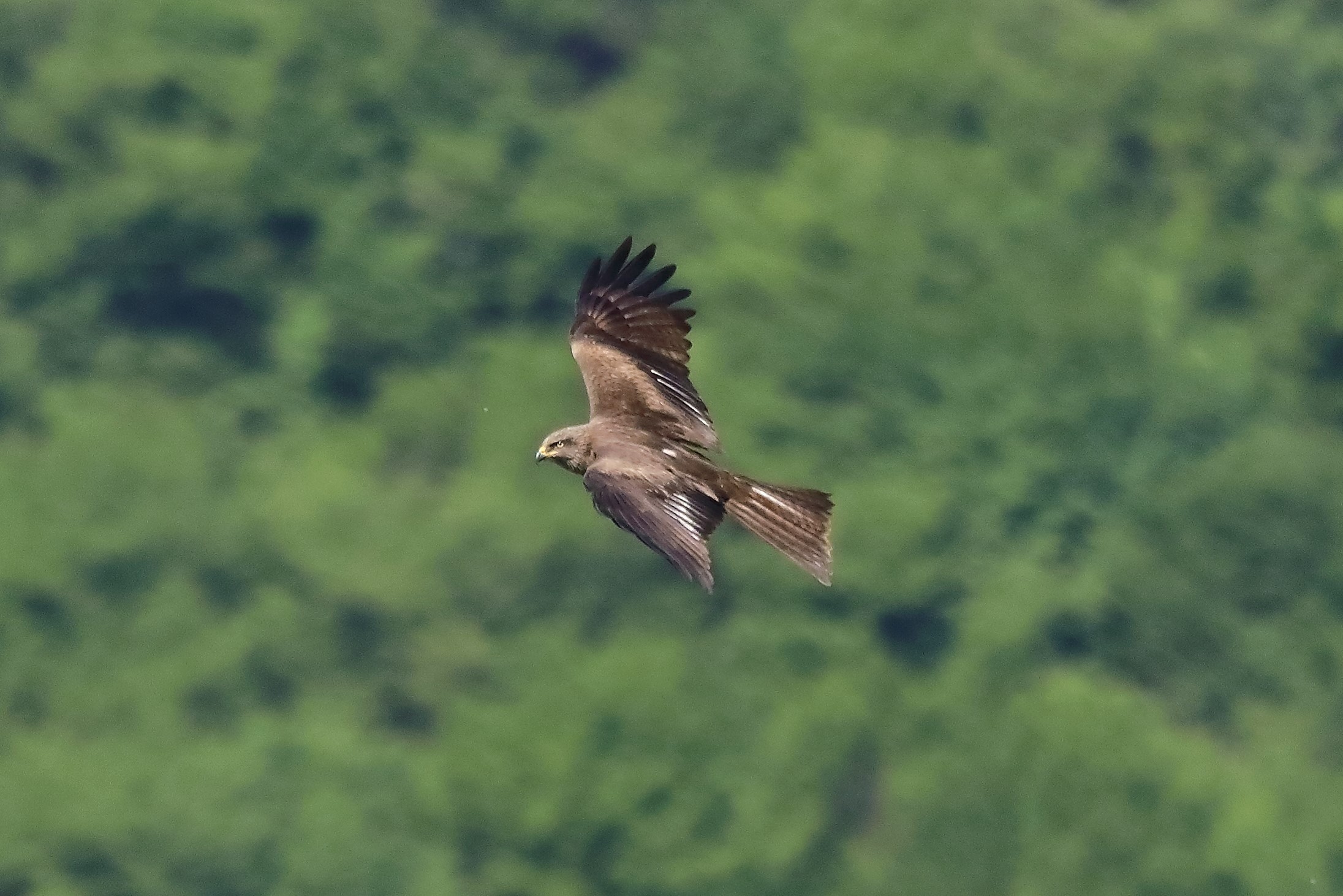 nibbio bruno 17-05-2022