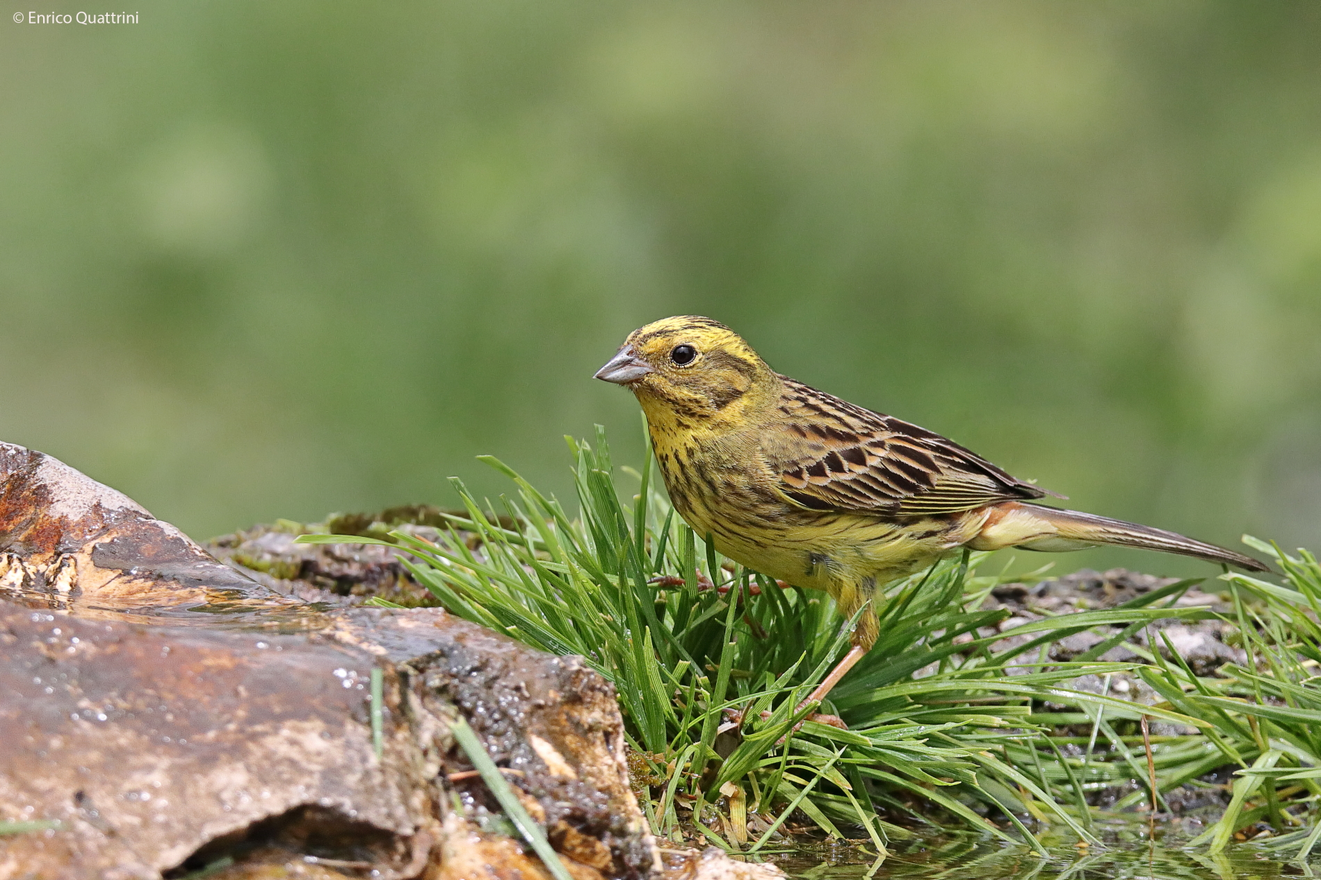 Zigolo giallo f