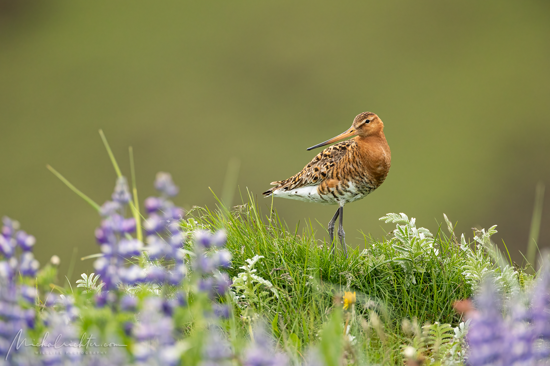 Limosa limosa (Black-tailed godwit)